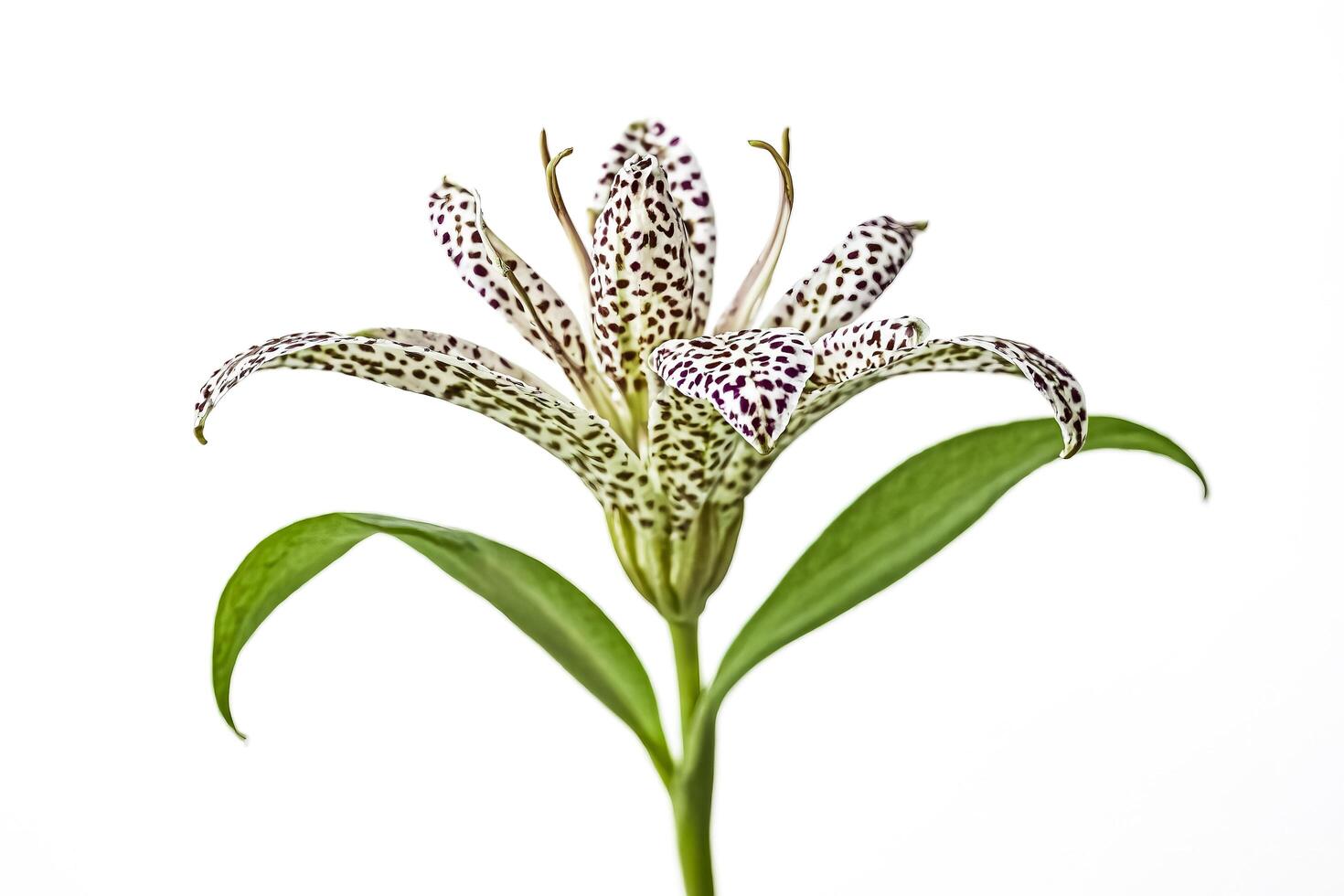 Spotted Lily Flower with Green Stem and Leaves Isolated on White Background photo