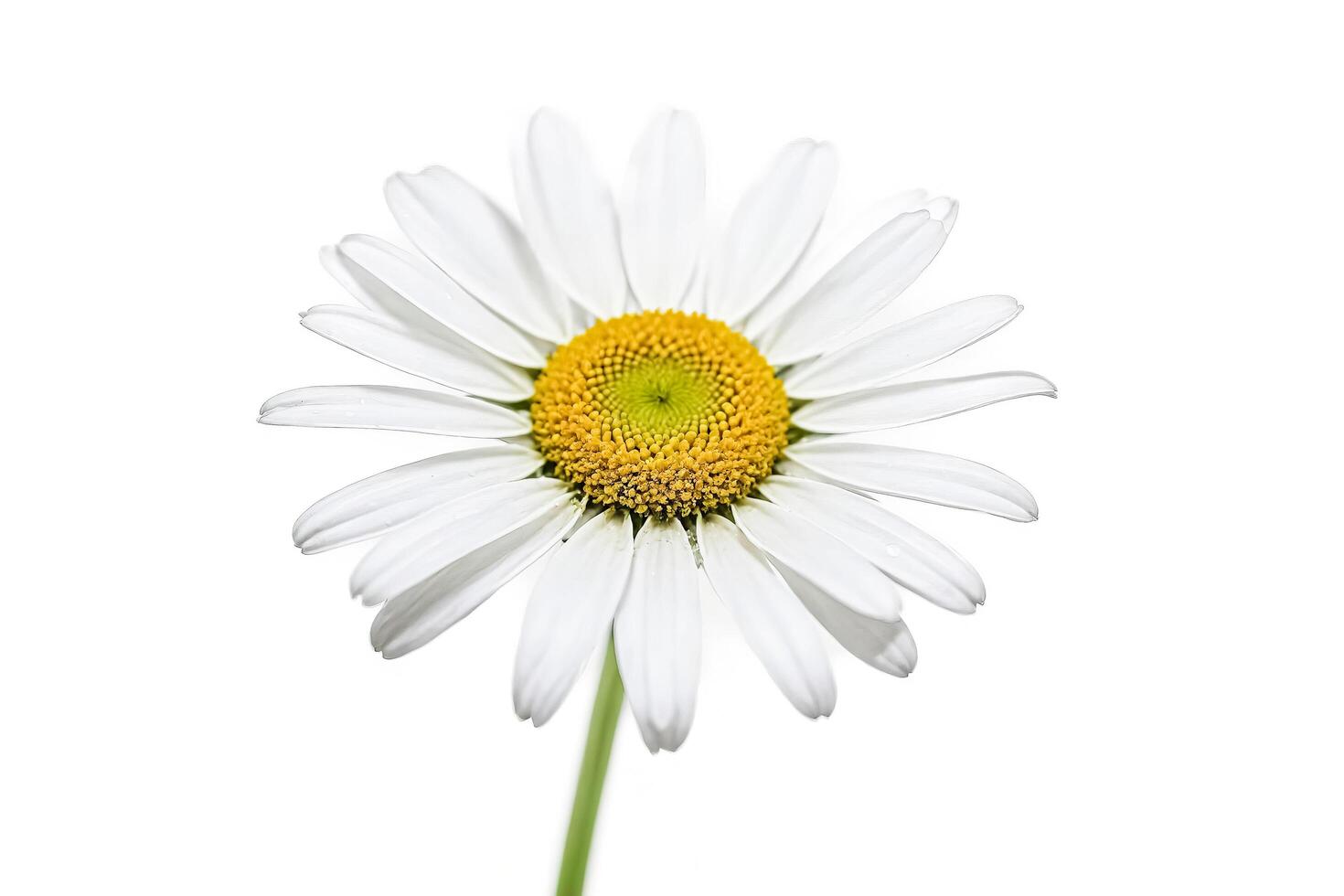 White Daisy Flower Isolated on White Background photo
