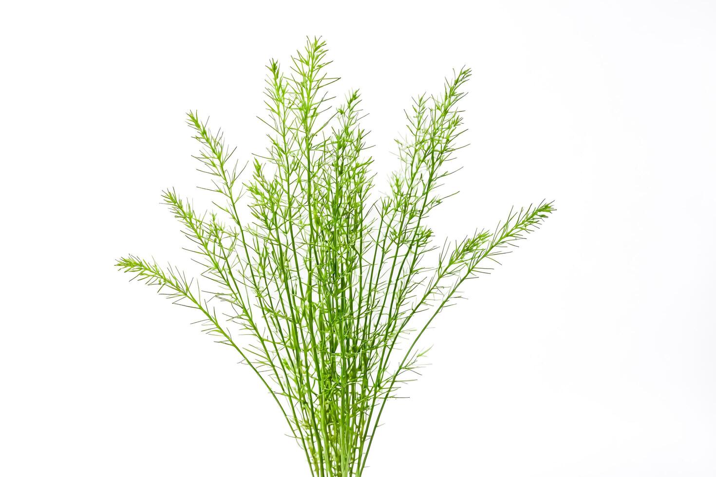 Sprig of Green Foliage Isolated on White Background photo