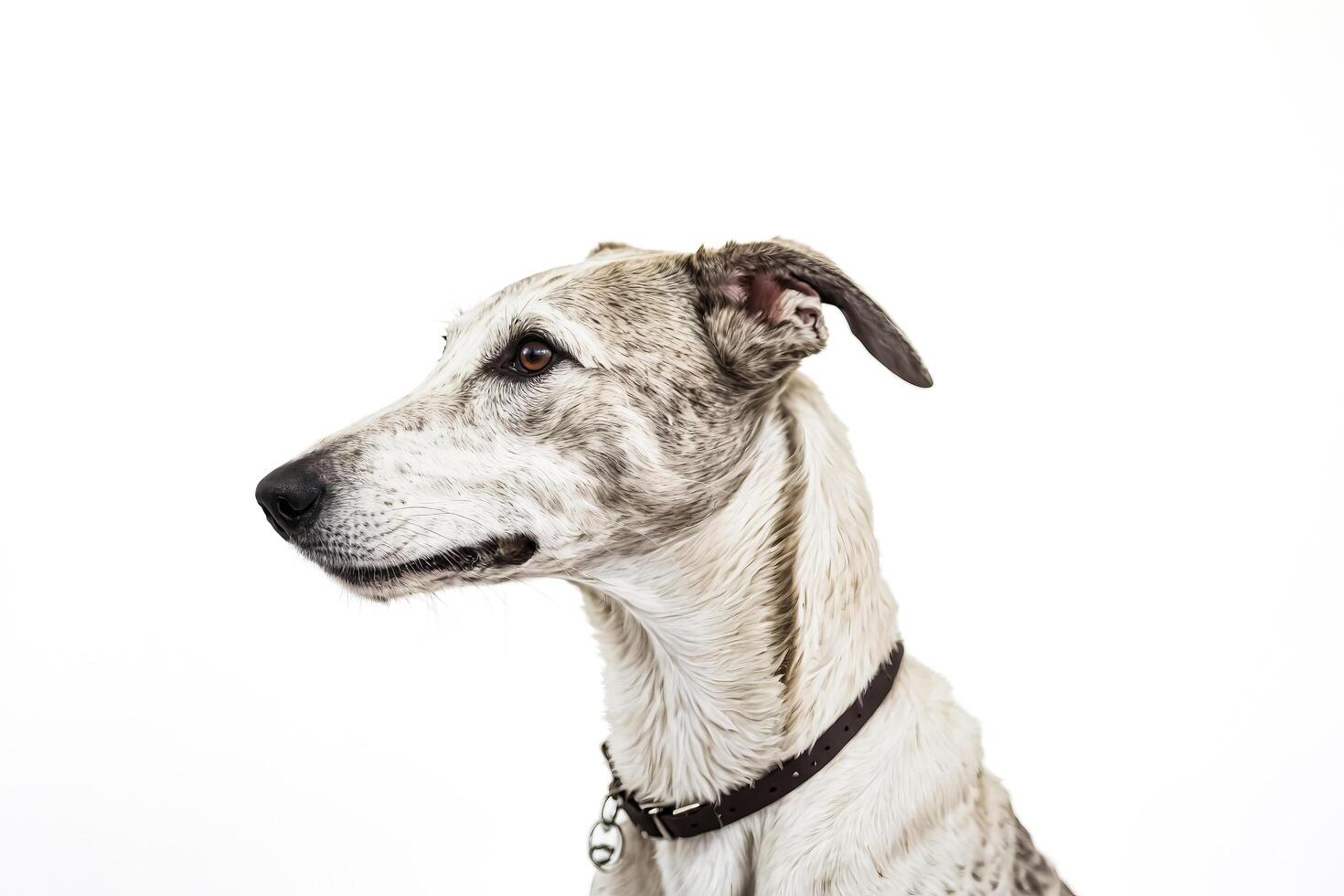 Portrait of a Dog with White and Gray Fur photo