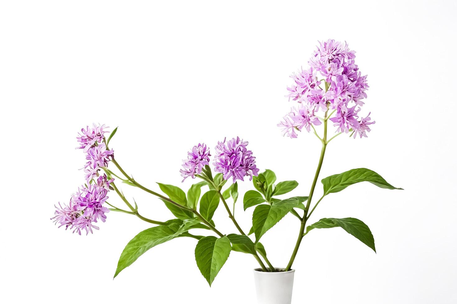 Purple Flowers in a White Pot photo