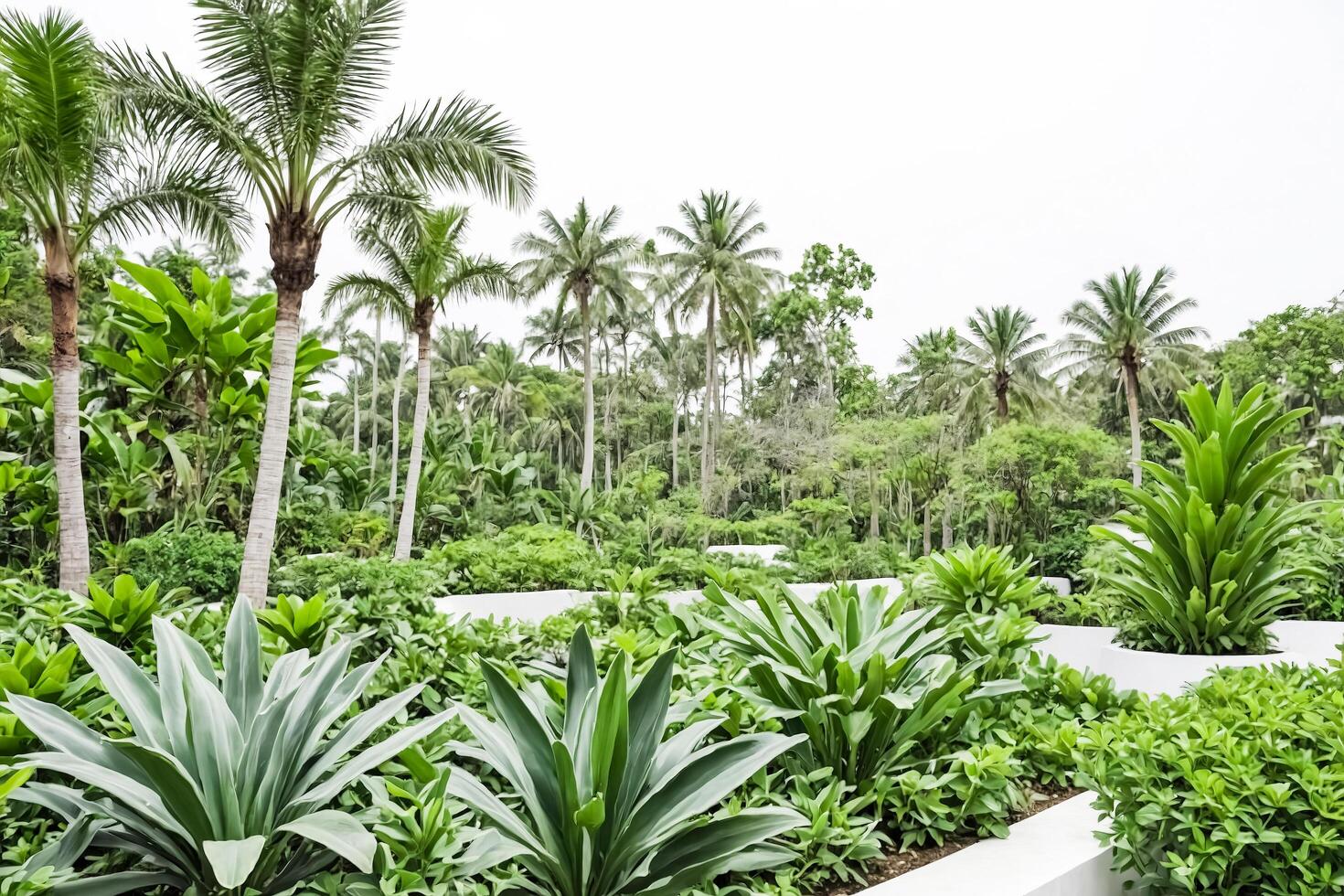 Lush Tropical Garden with Palm Trees and Greenery photo
