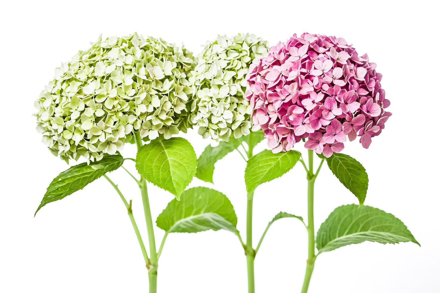 Blooming Pink and Green Hydrangea Flowers photo