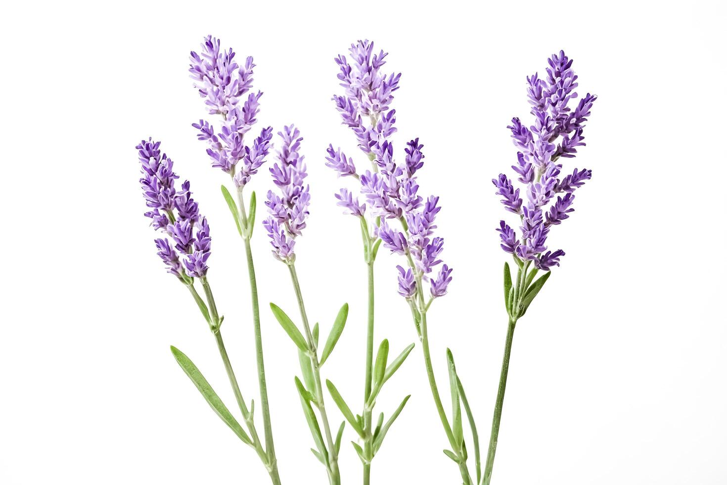 Lavender Flowers Isolated on White Background photo