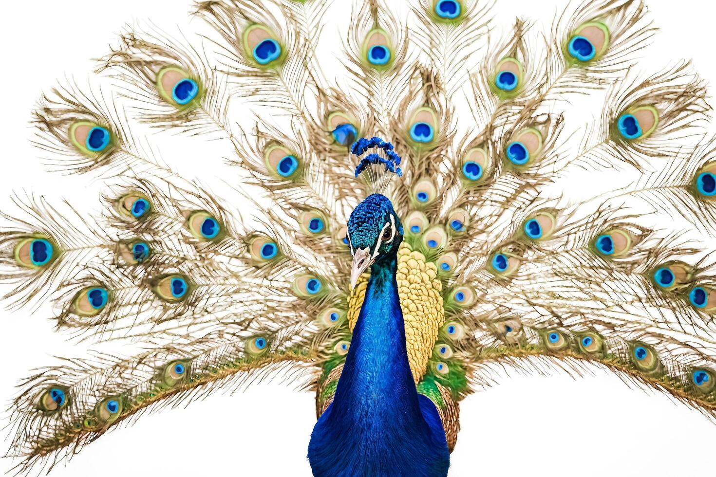 Majestic Peacock with Feathers Spread Wide photo