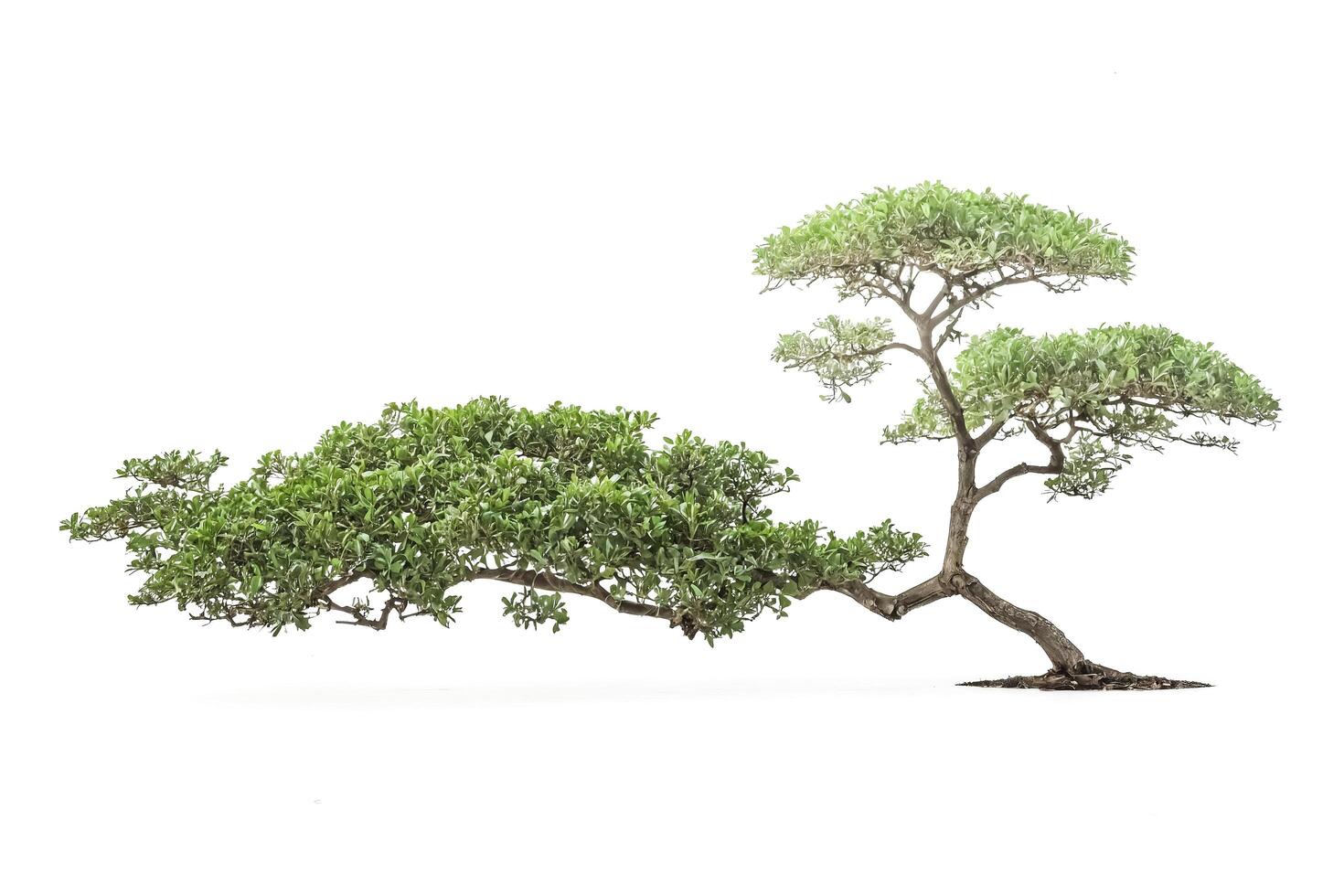 Bonsai Tree Isolated on White Background photo