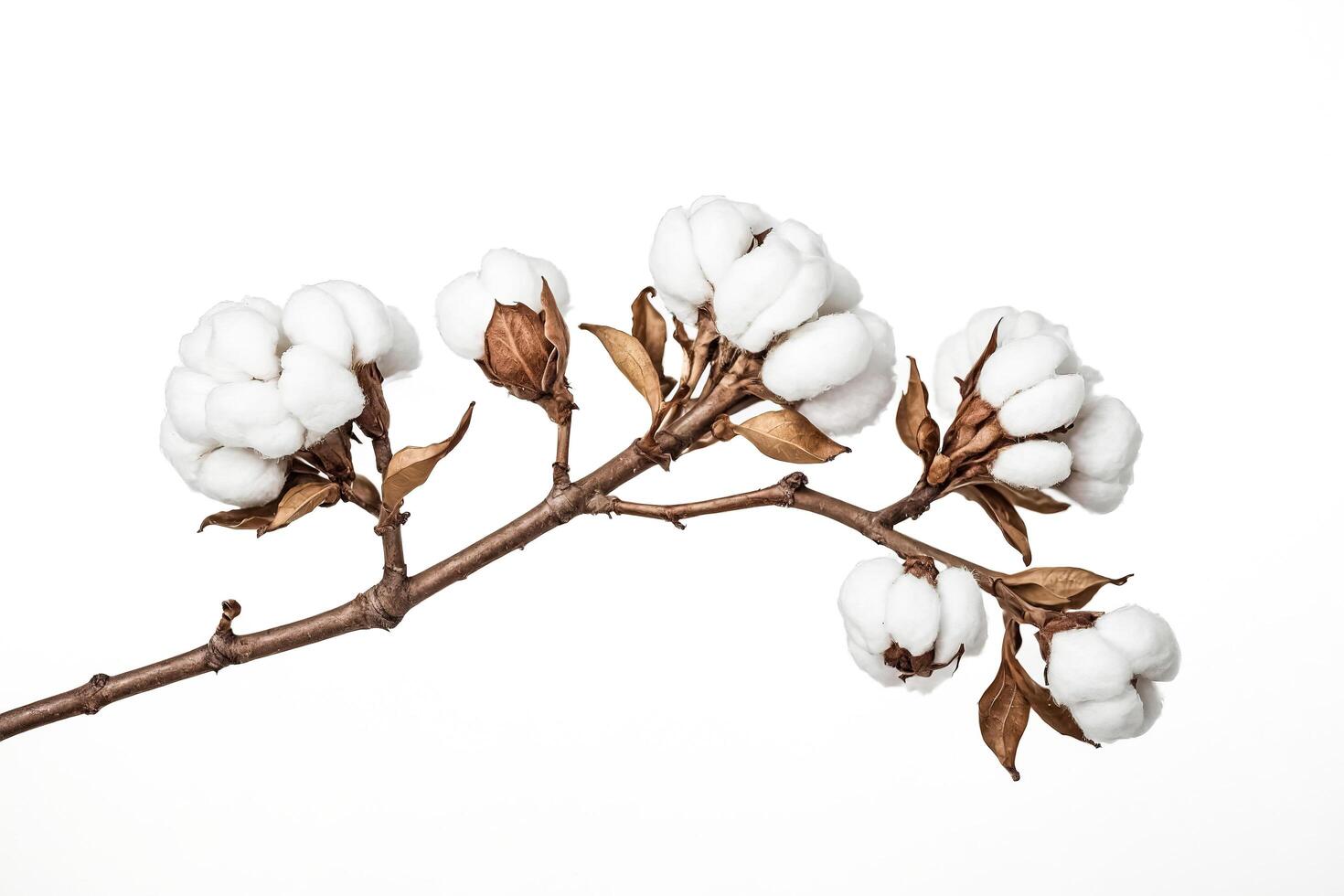Cotton Branch Isolated On White Background photo