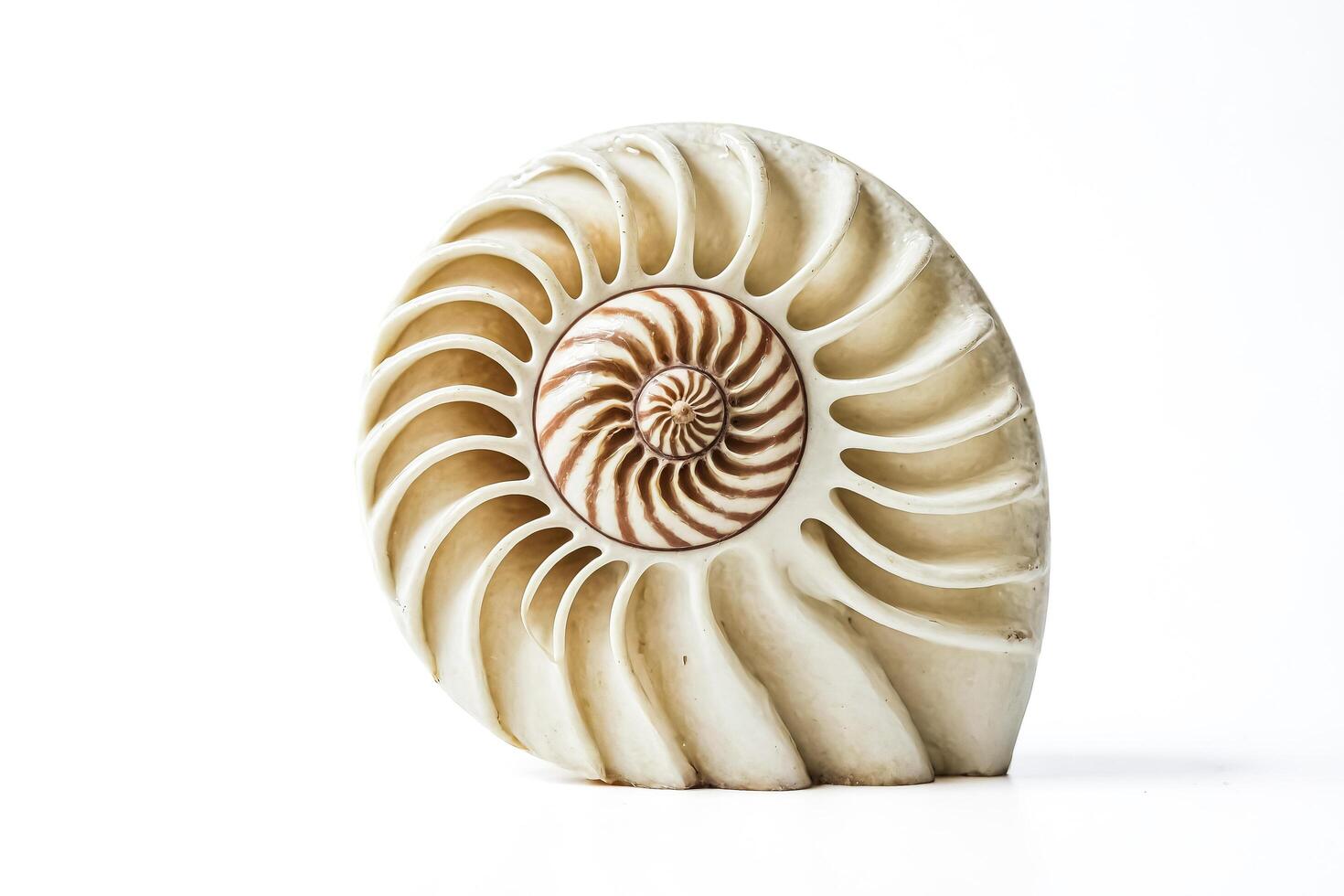 Nautilus Shell Isolated on White Background photo