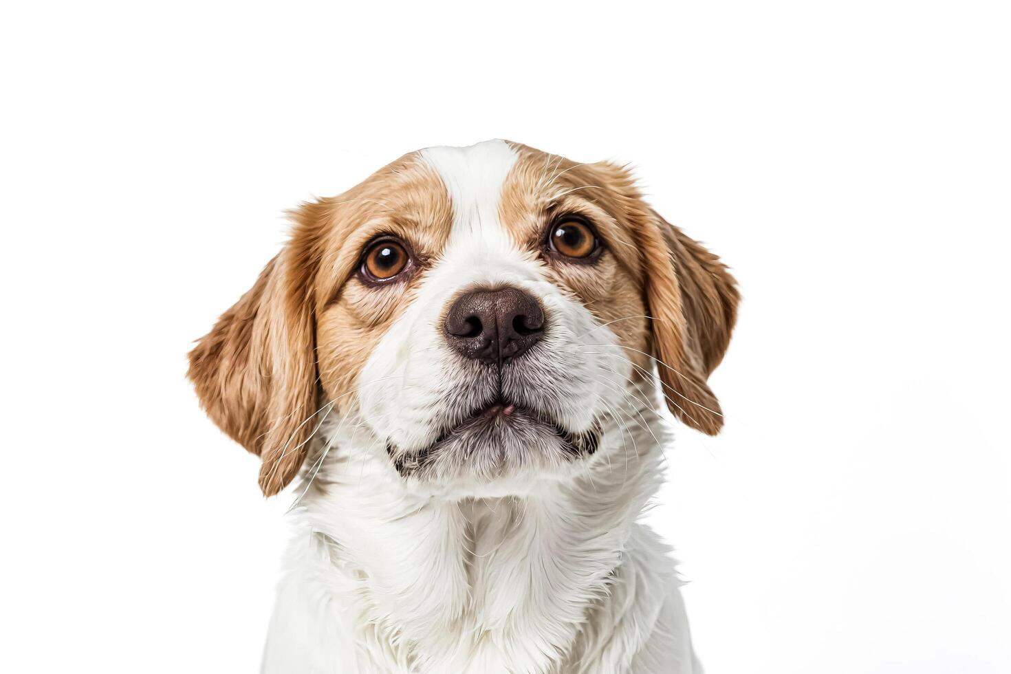 Close Up Portrait of a Dog Looking Up with Curious Expression photo