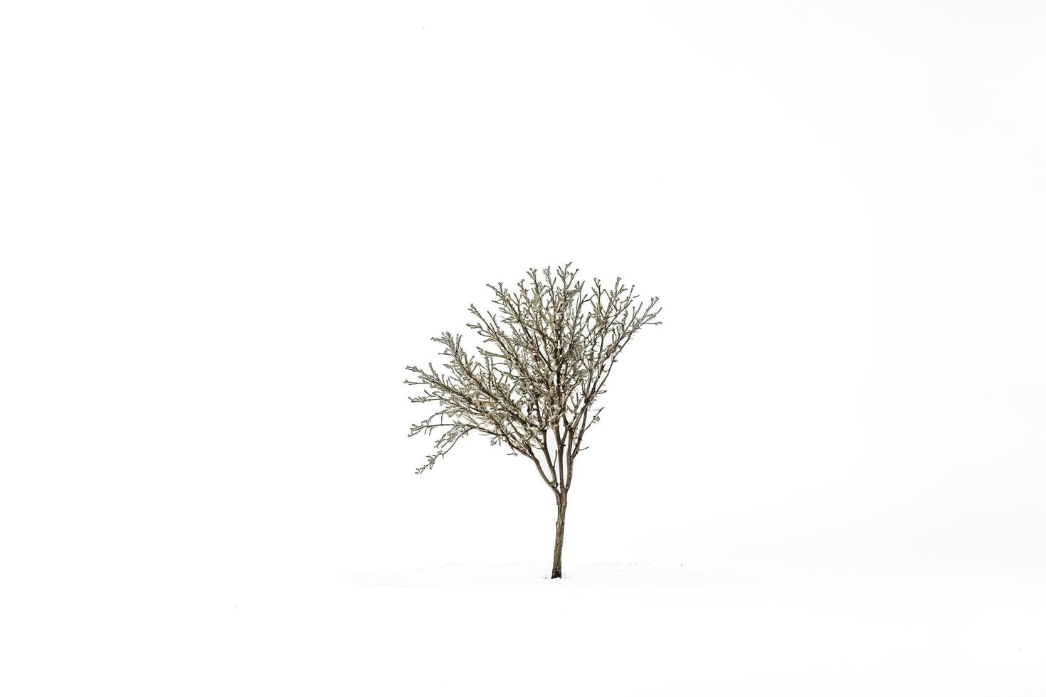 Minimalist Tree in Snowy Field photo