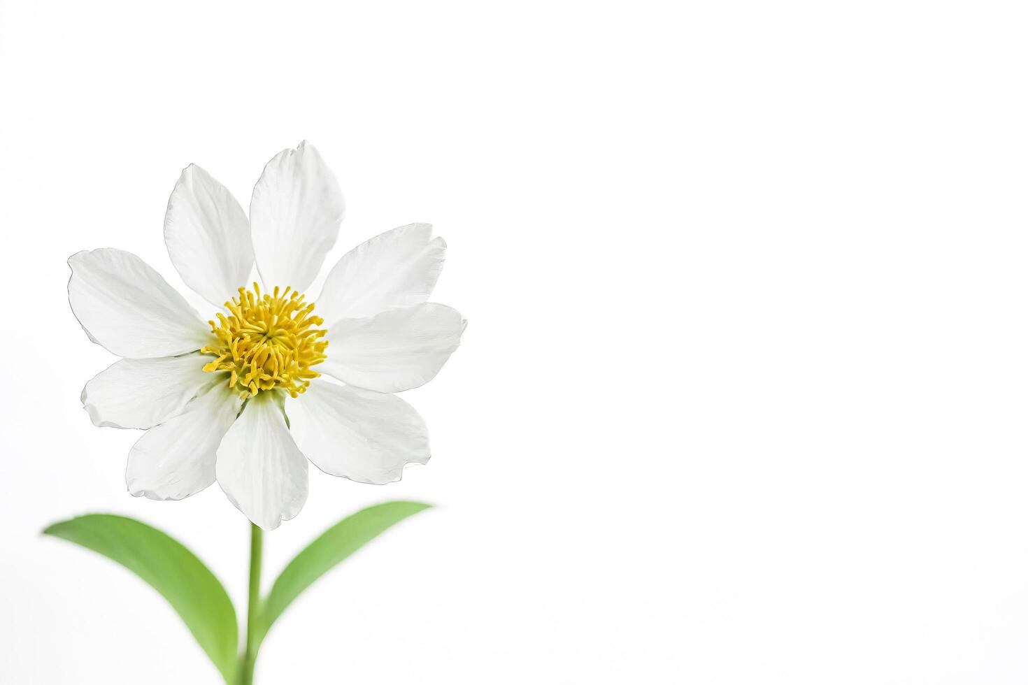 Single White Flower with Yellow Center on White Background photo