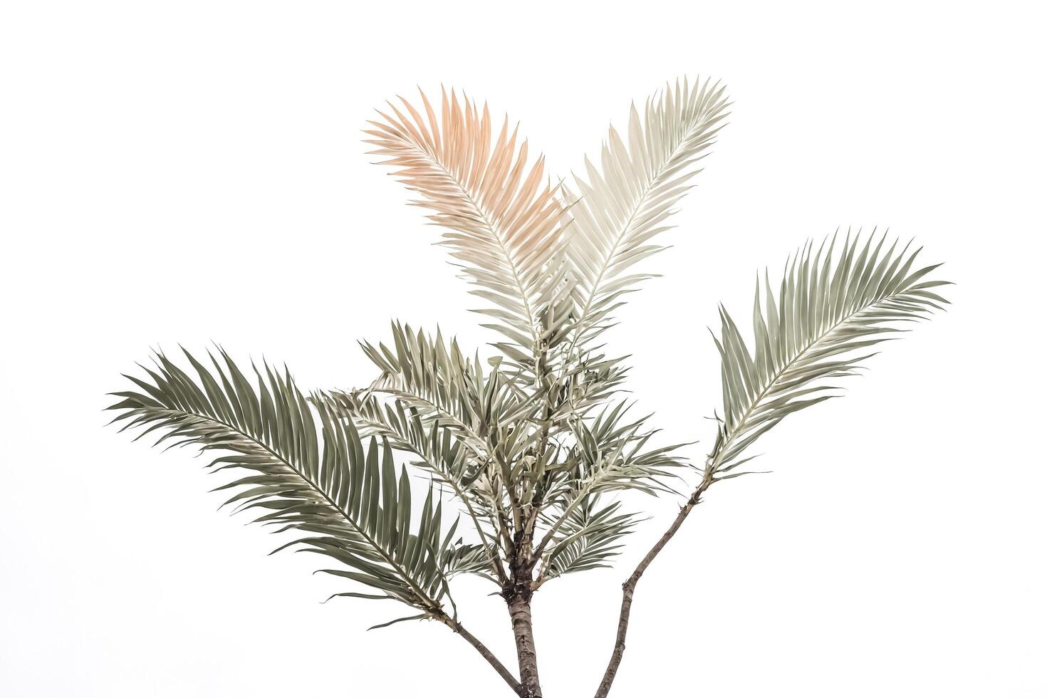 Palm Tree Branches Isolated on White Background photo