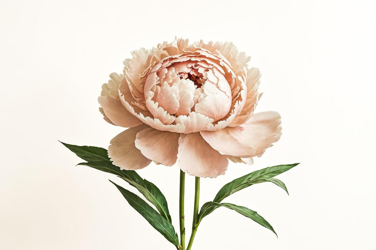 Single Peach Peony Flower on White Background photo