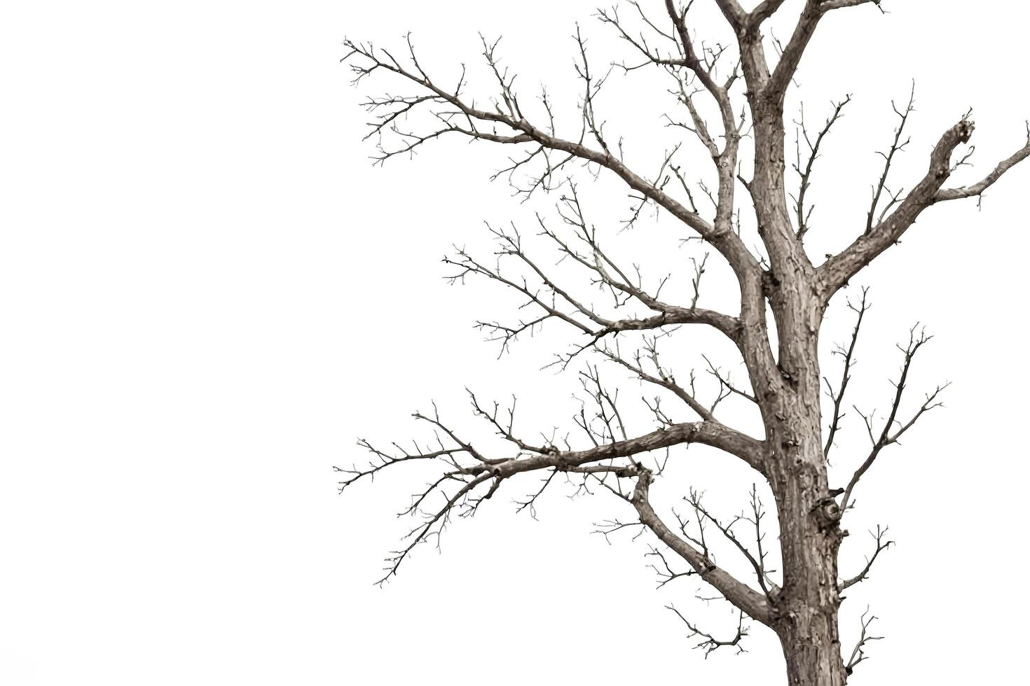 Bare Tree Branches Against White Background photo
