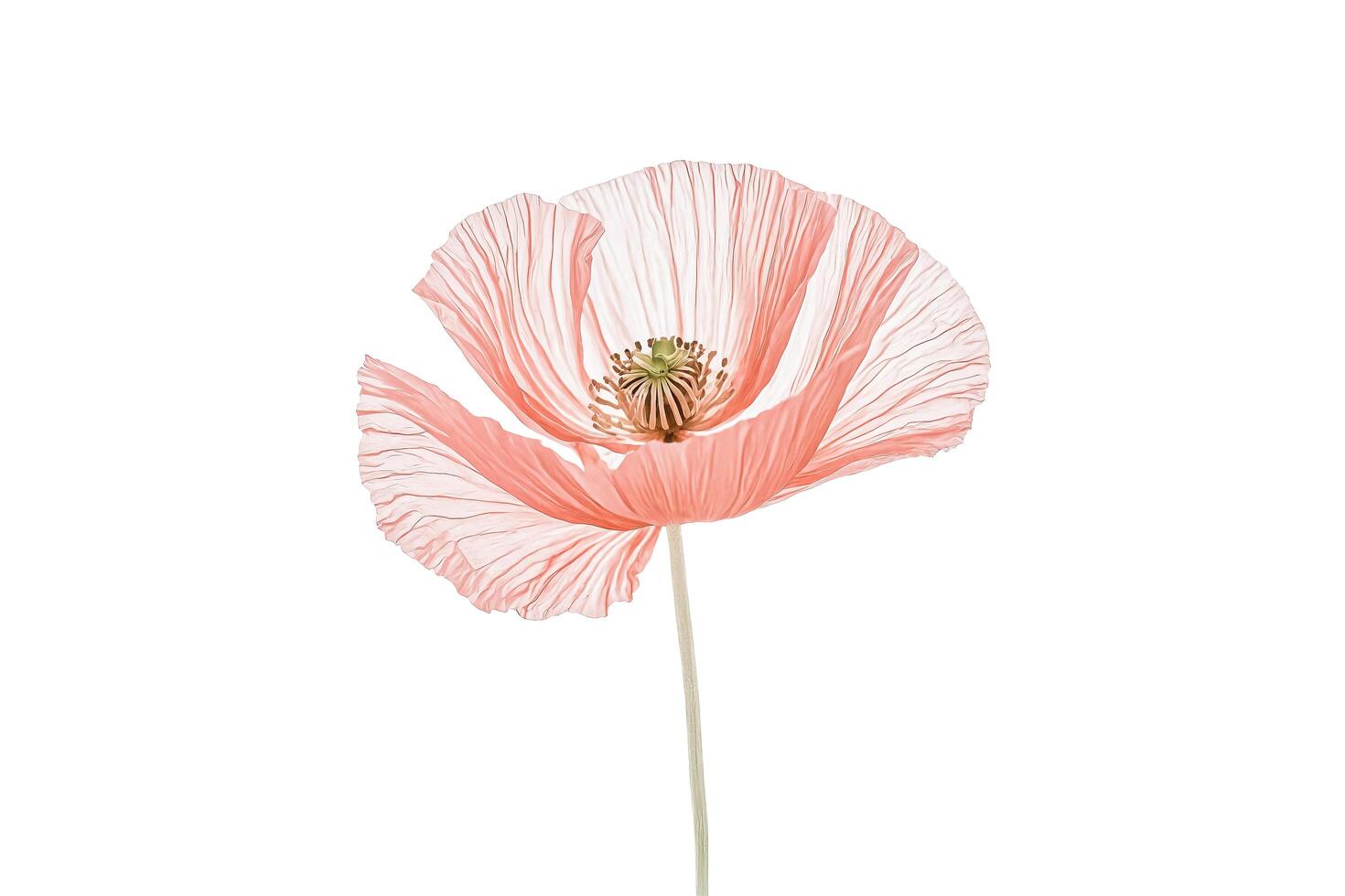 Delicate Pink Poppy Flower Isolated on White Background photo