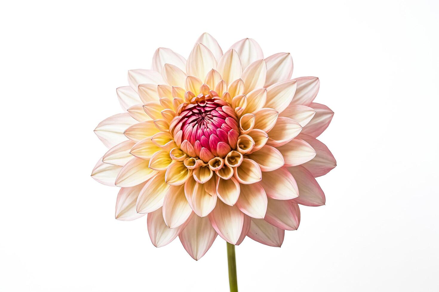 Pink and Yellow Dahlia Flower Isolated on White Background photo