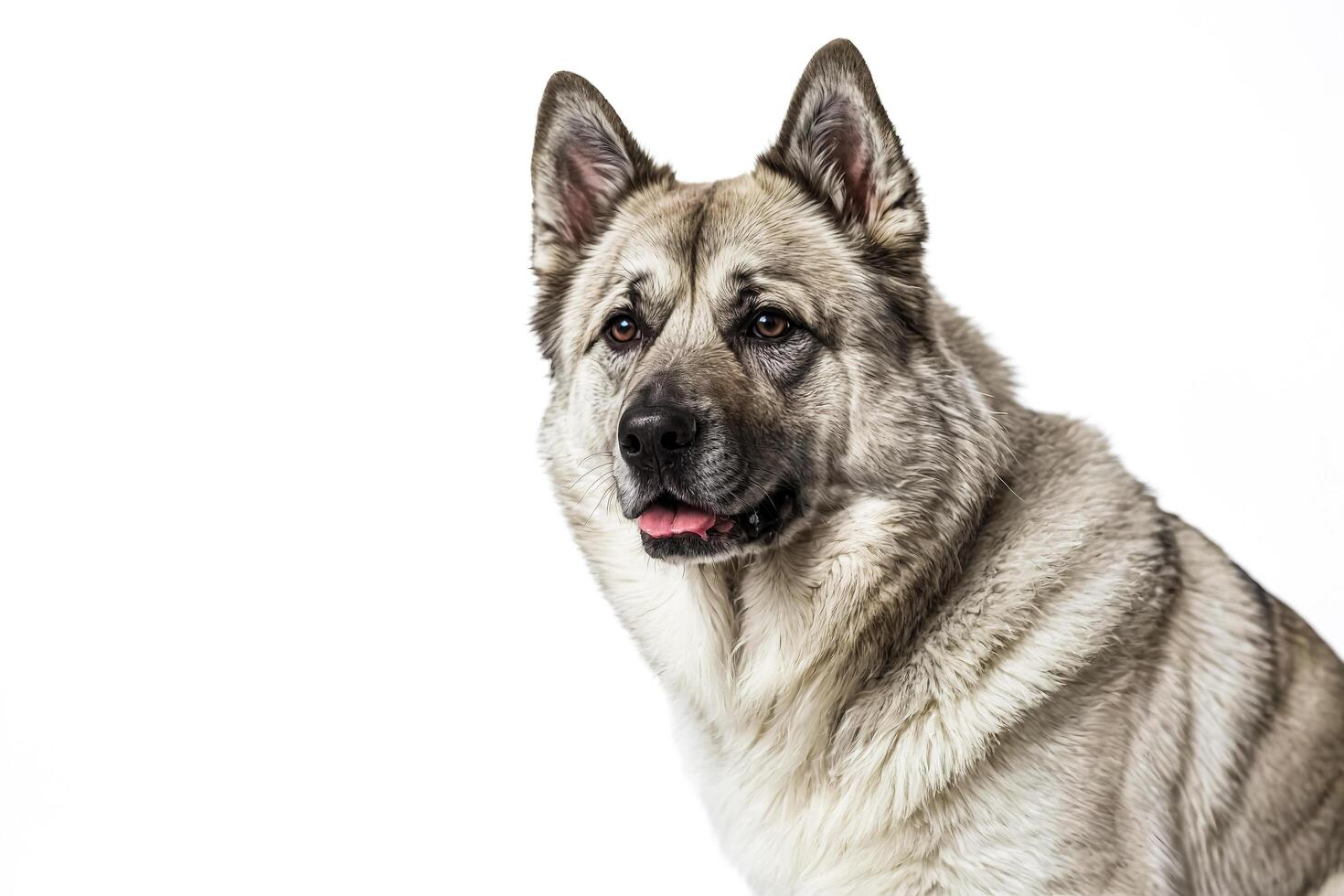 Close-up of a grey and white dog's face with tongue sticking out photo