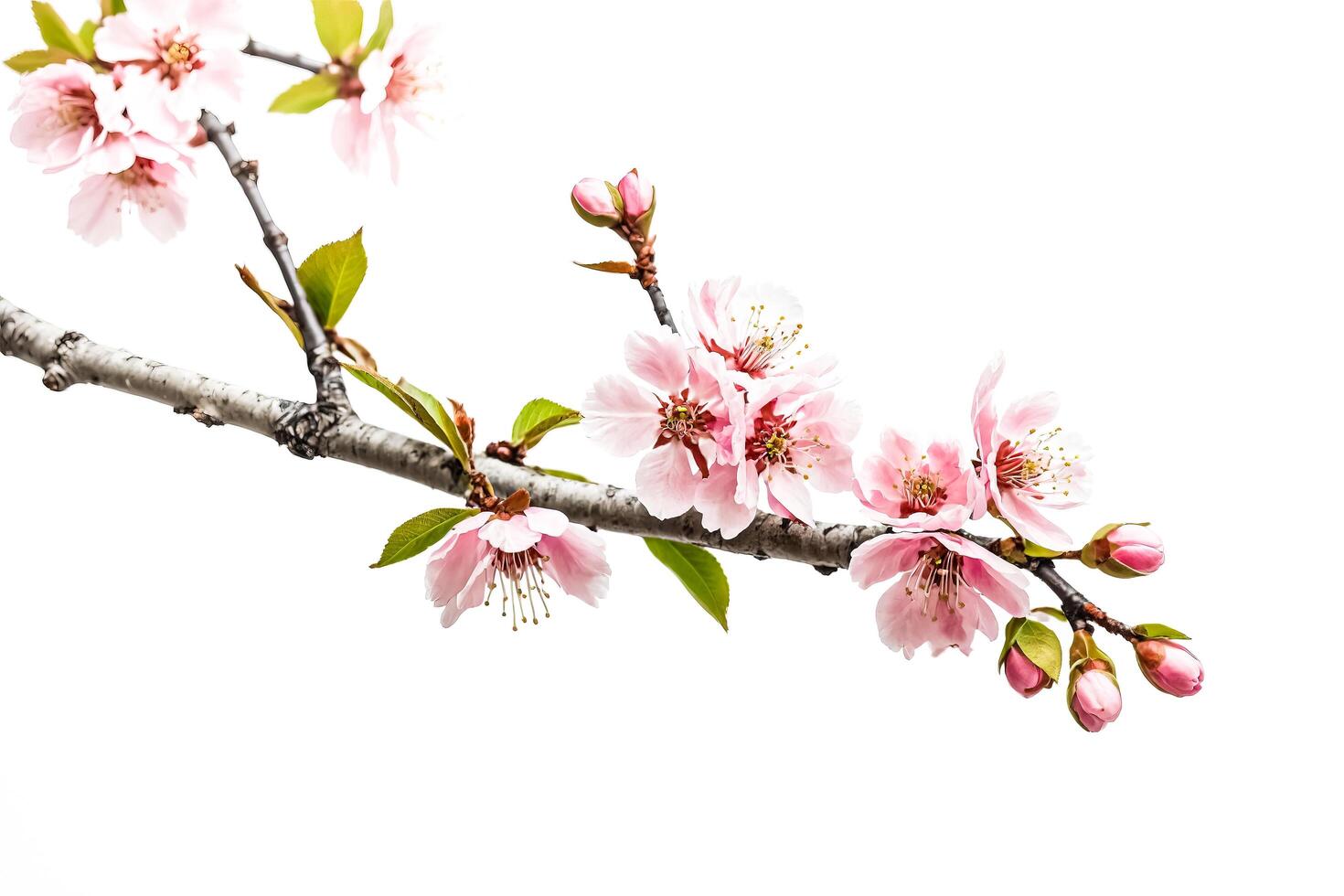 Pink Cherry Blossom Branch Isolated on White photo