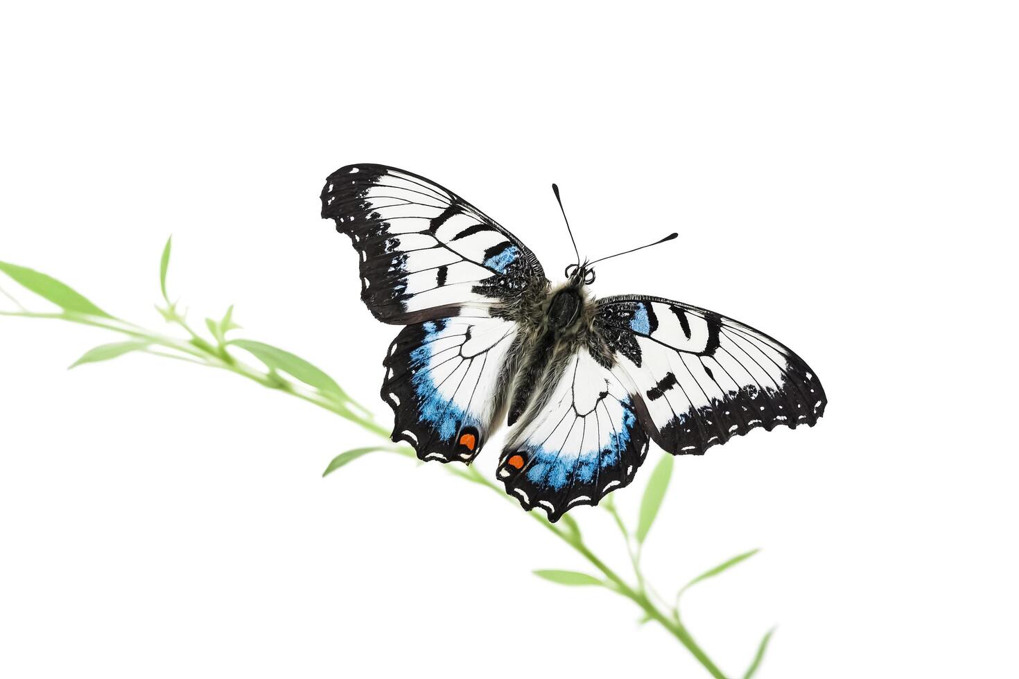 Close-up of a butterfly on a green stem photo