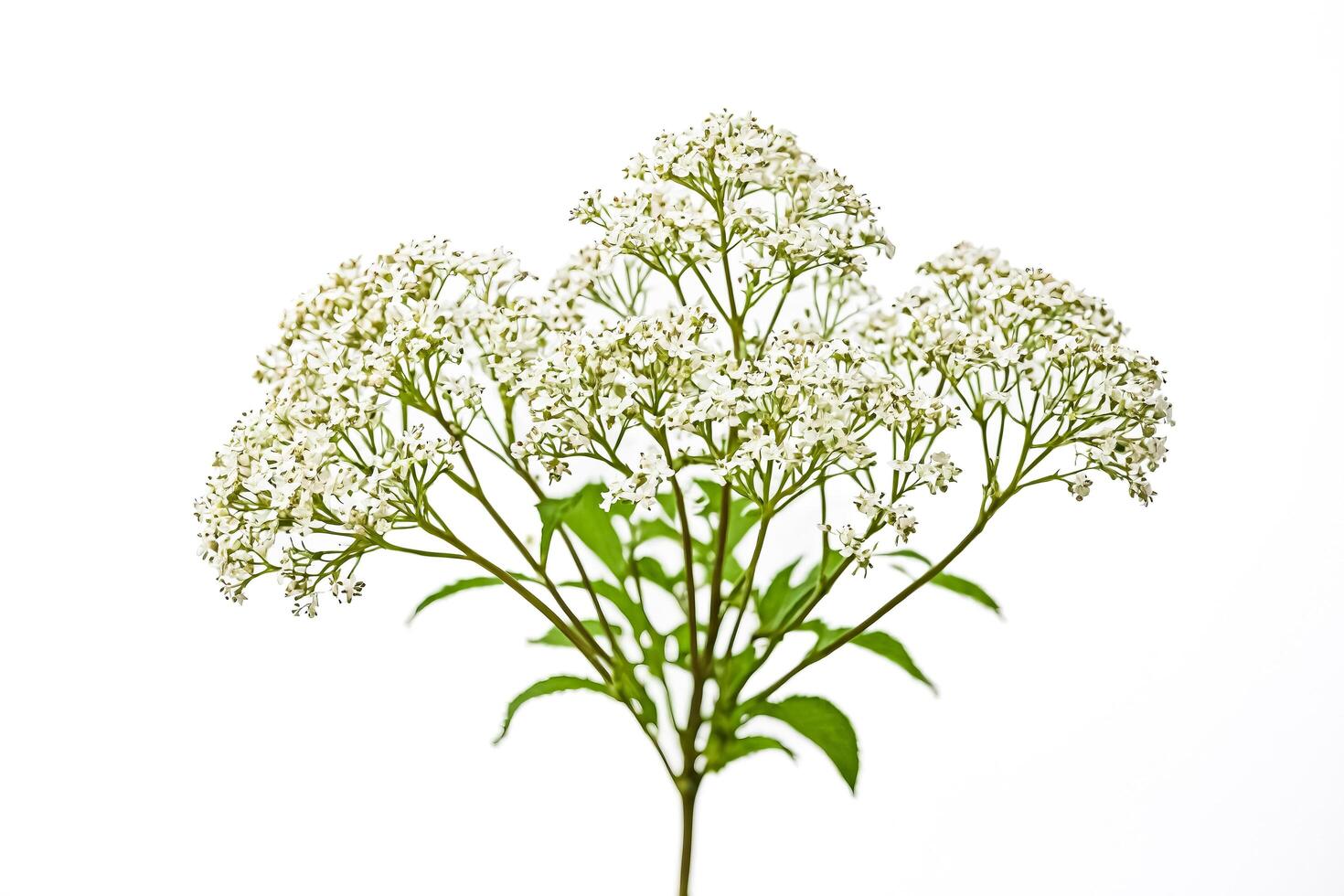 White Elderflower Blossom Isolated on White Background photo