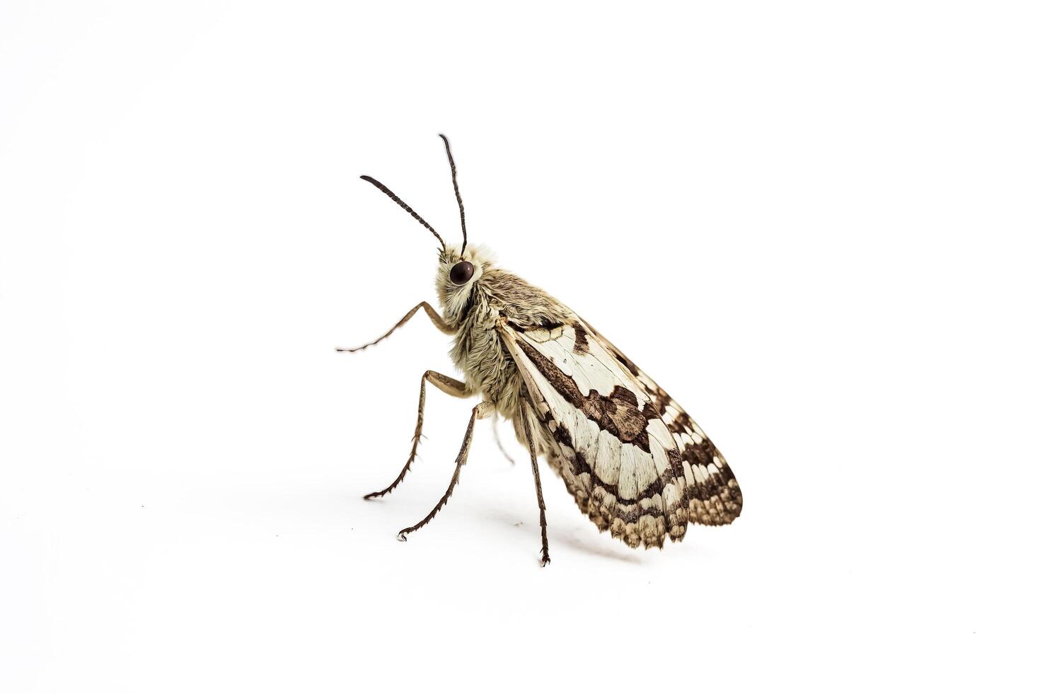 Moth with White and Black Wings on a White Background photo