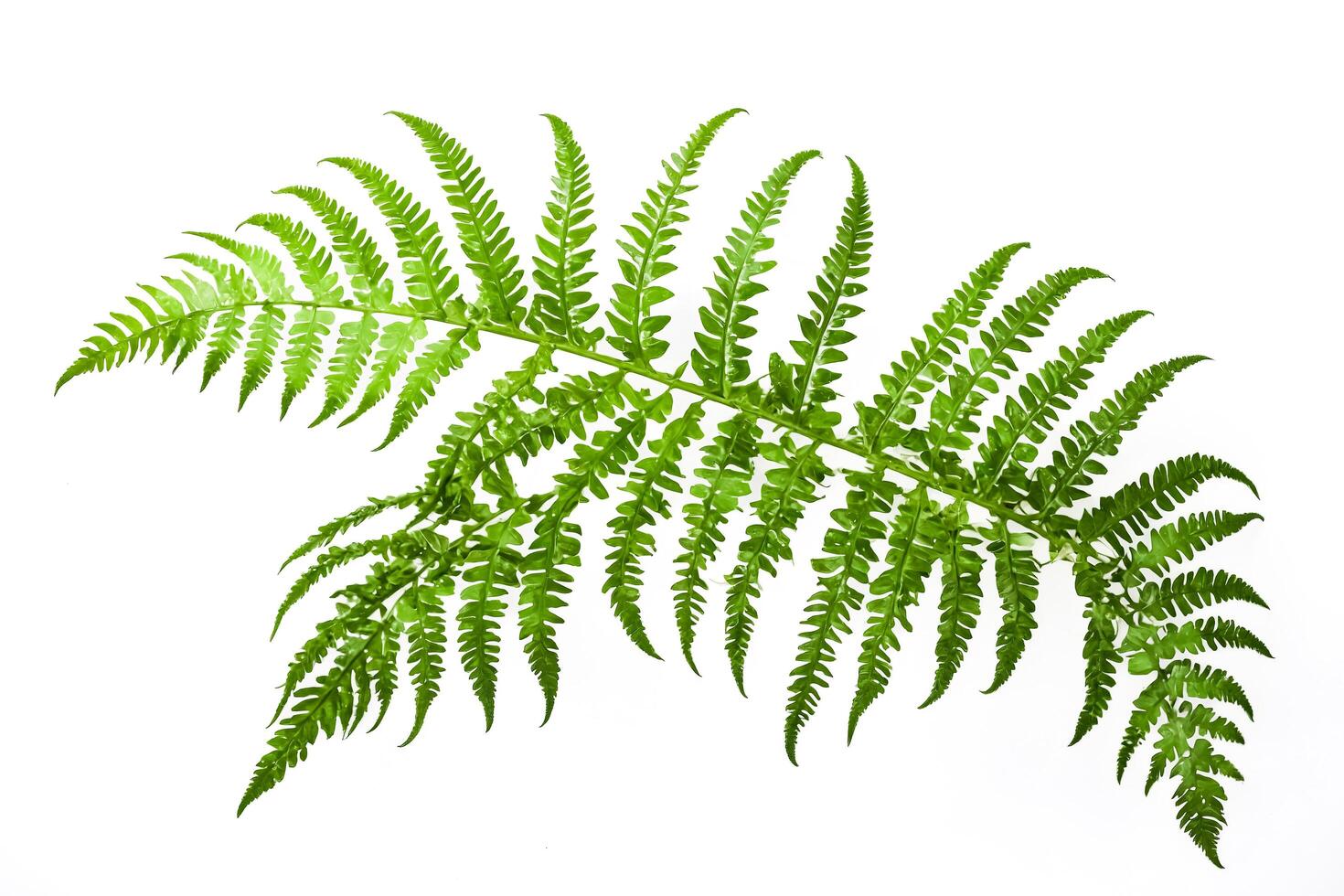 Green Fern Leaf Isolated on White Background photo