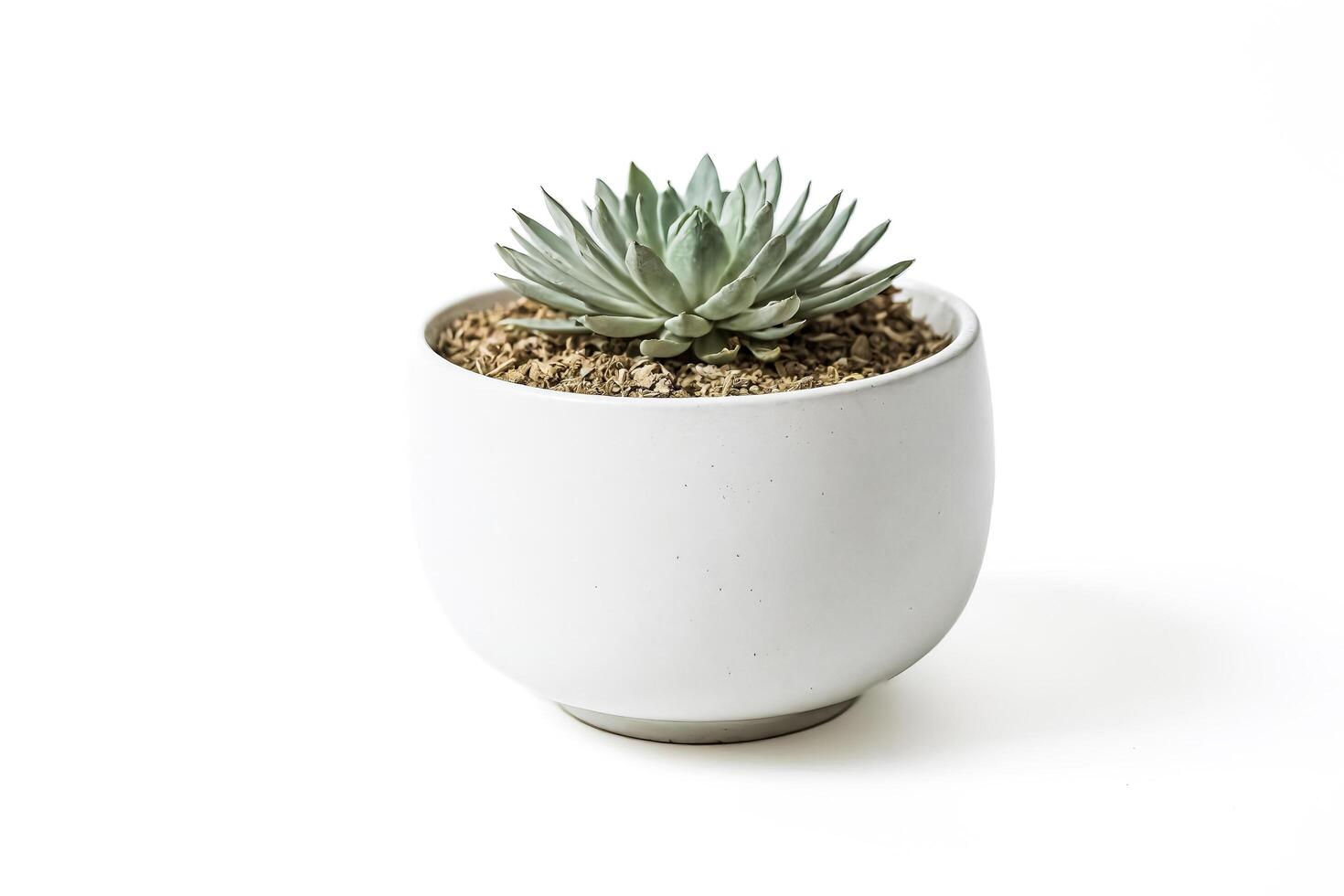 Small Green Succulent Plant in White Pot photo
