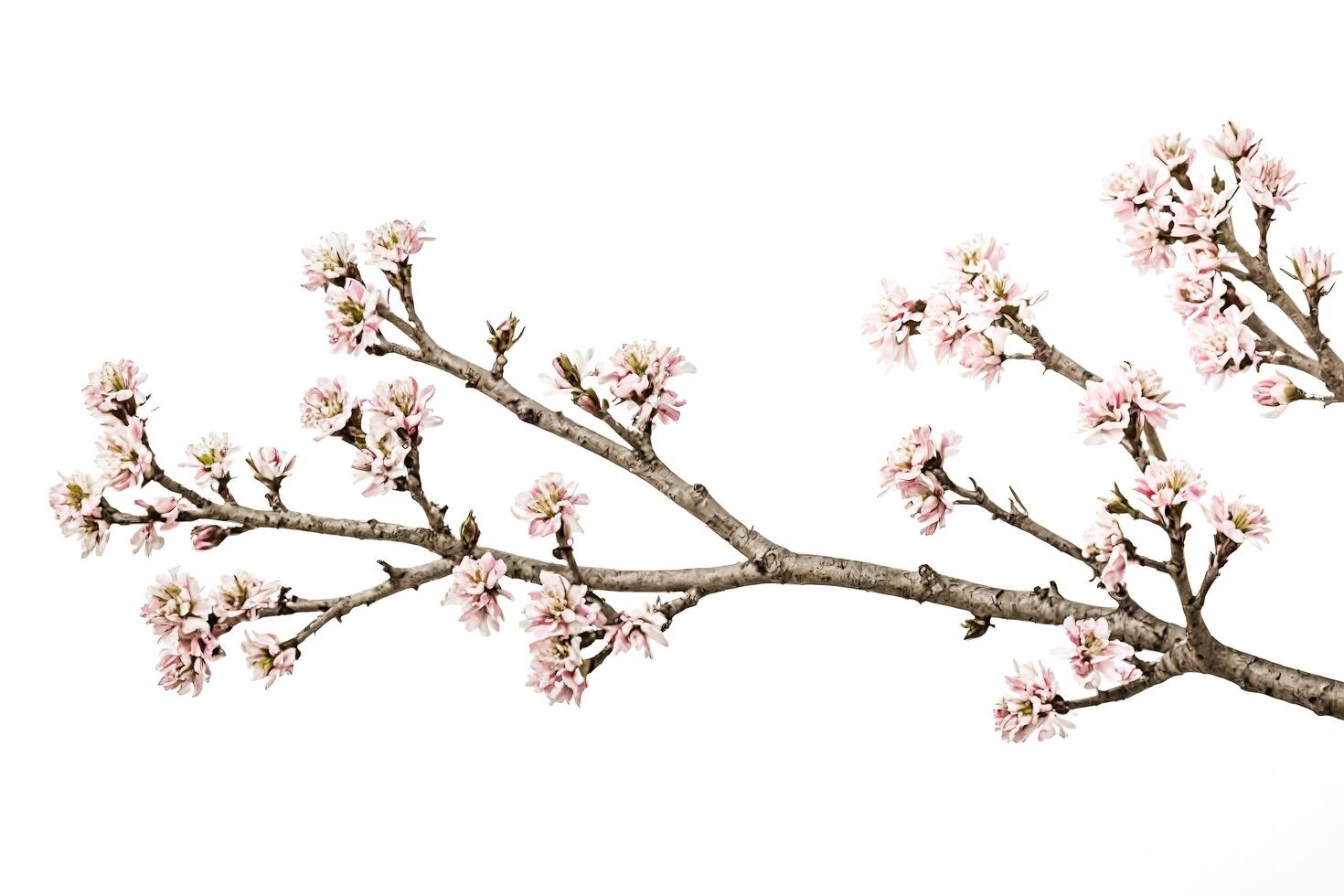 Blooming Spring Branch photo