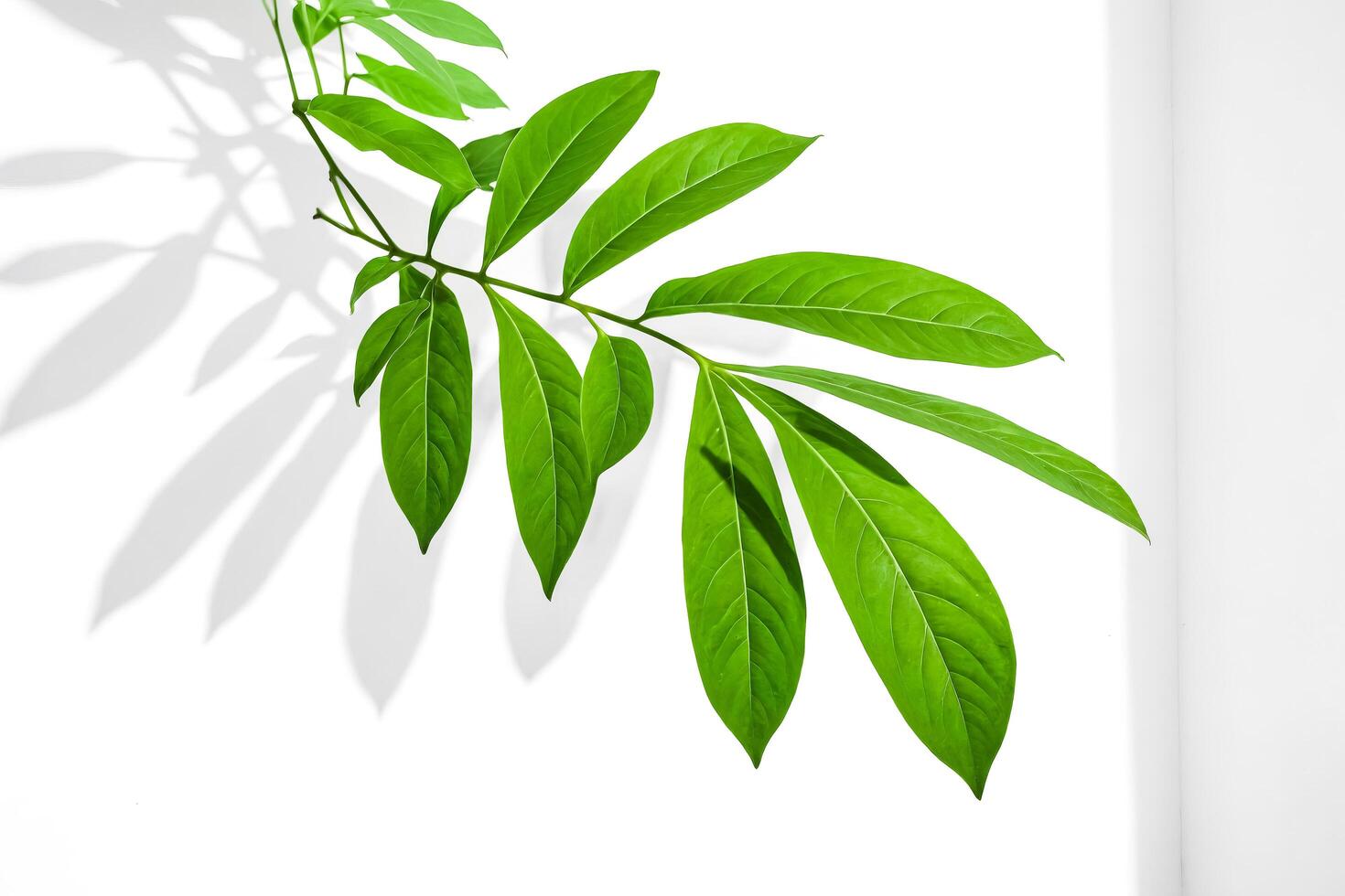 Green Leaves on White Background photo