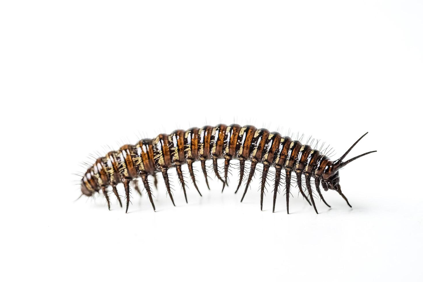 Millipede on White Background photo