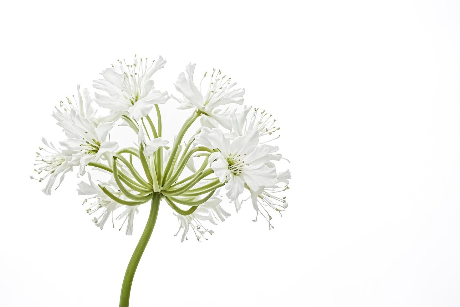 Single White Flower Blossom Isolated on White Background photo