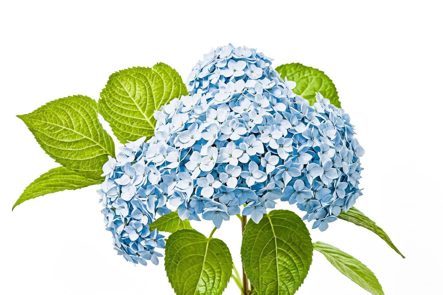Close-up of a Blue Hydrangea Flower with Green Leaves photo