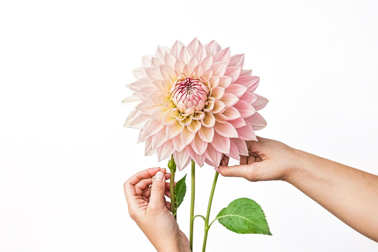 Woman's hand holding a pink dahlia flower on a white background photo