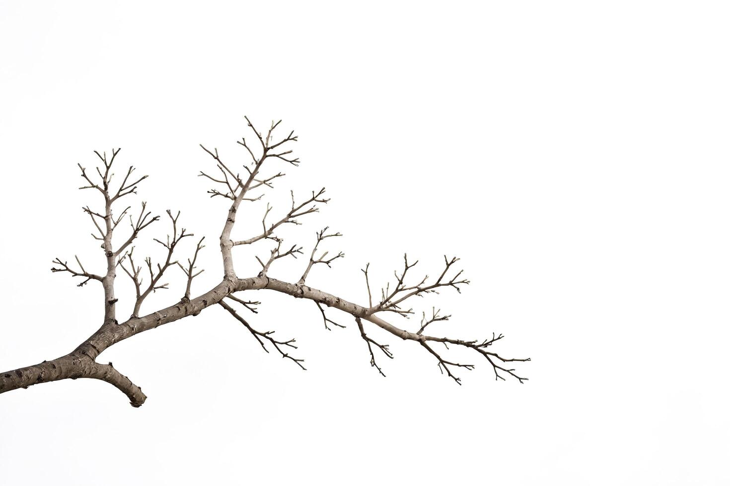 Bare Tree Branch Against White Background photo