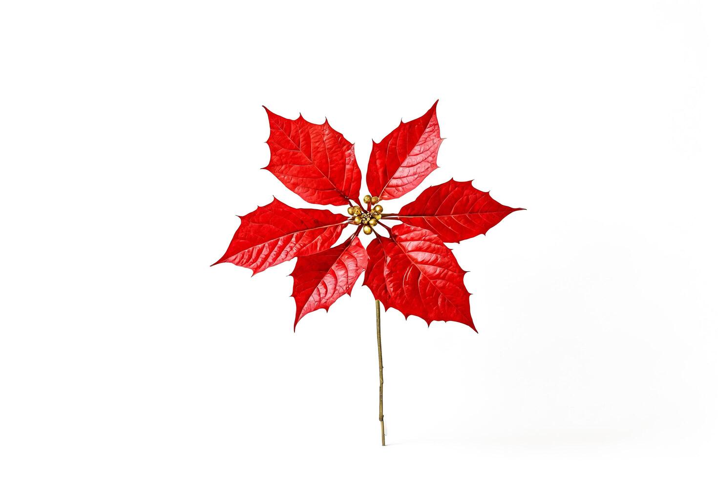 Single Red Leaf With White Background photo
