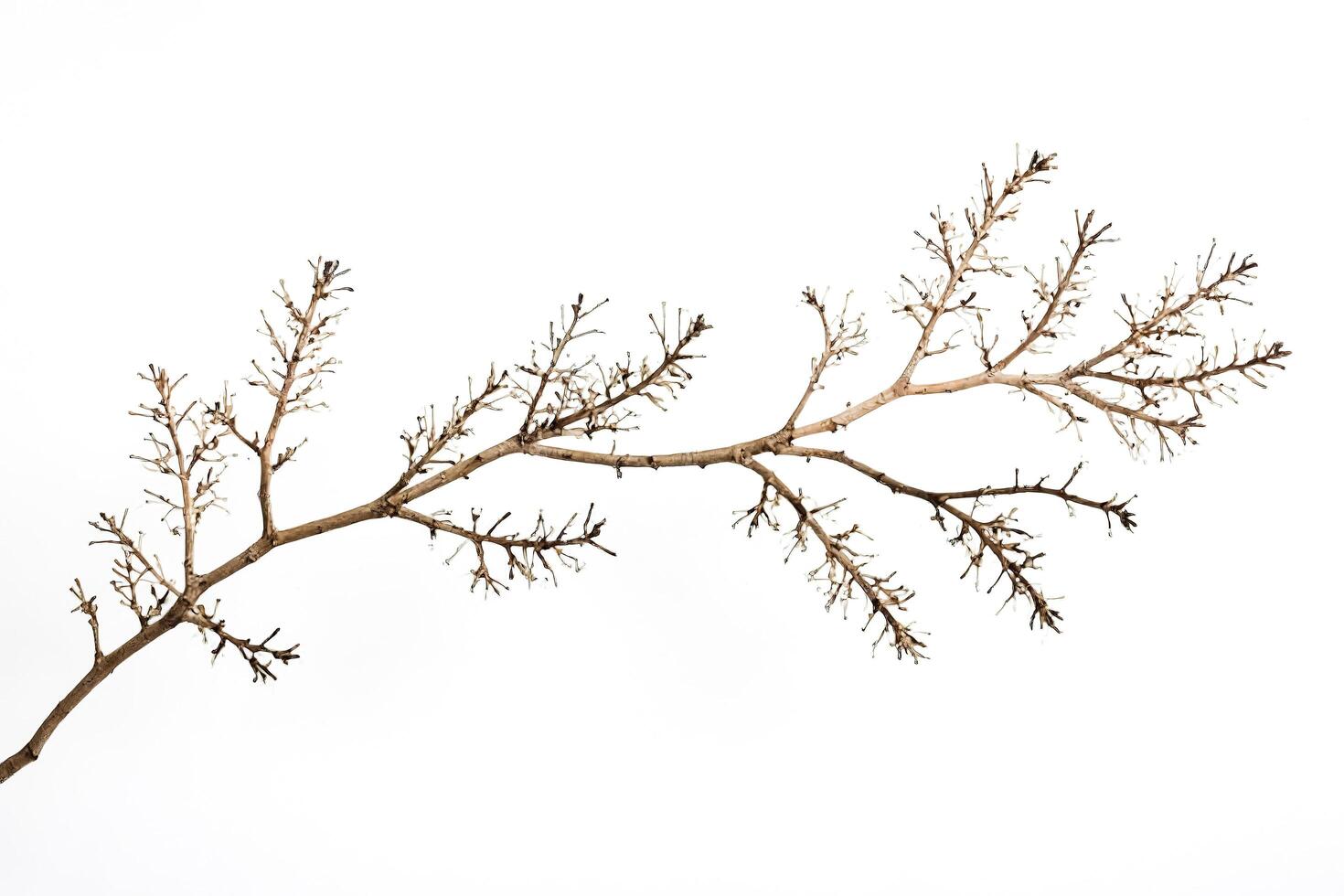 Close-up of a Delicate Branch with Dried Flower Buds photo