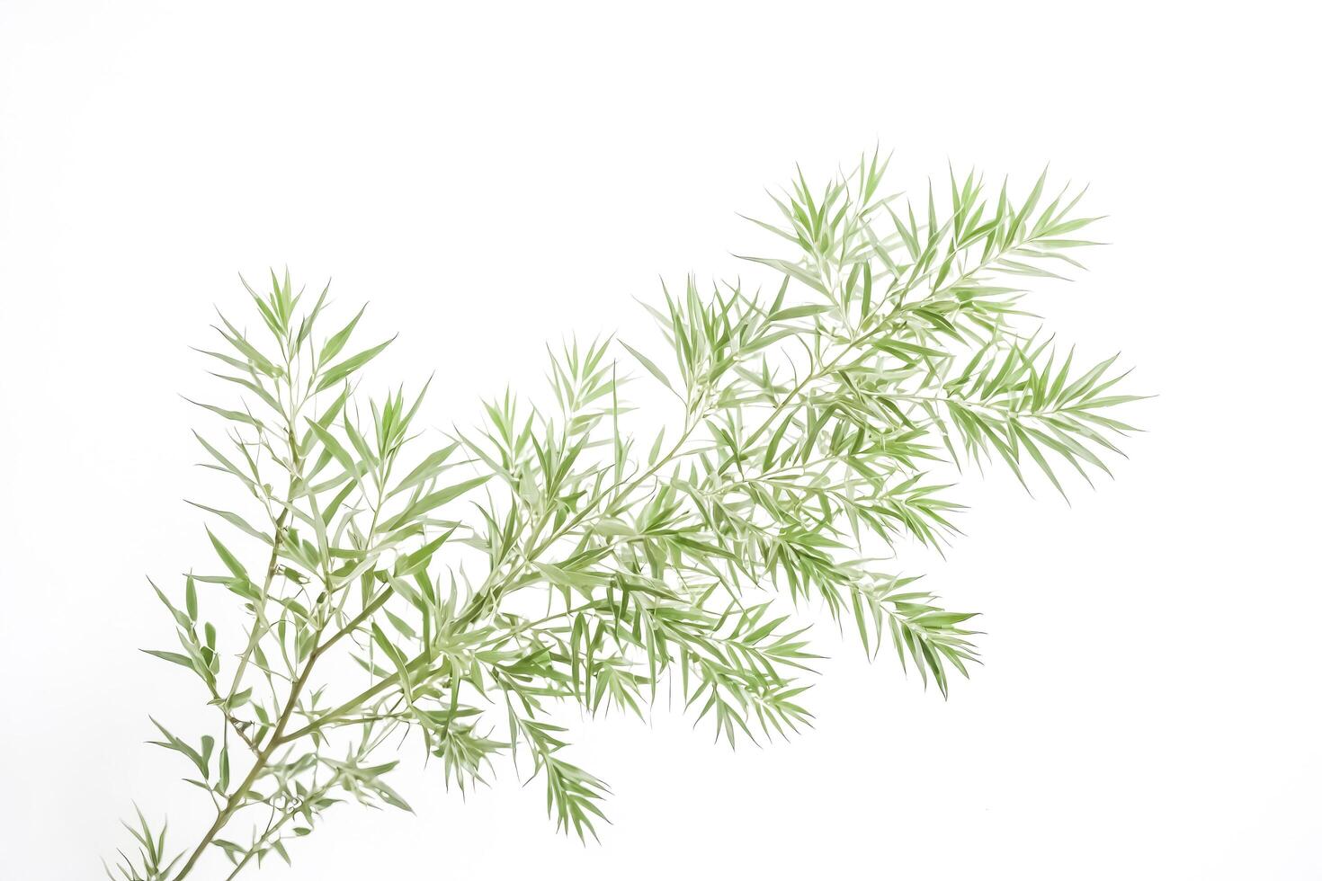 Green Willow Branch Isolated on White Background photo