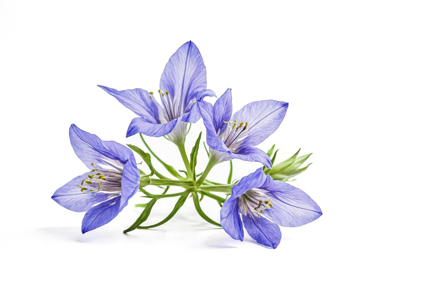 Delicate Blue Flowers photo