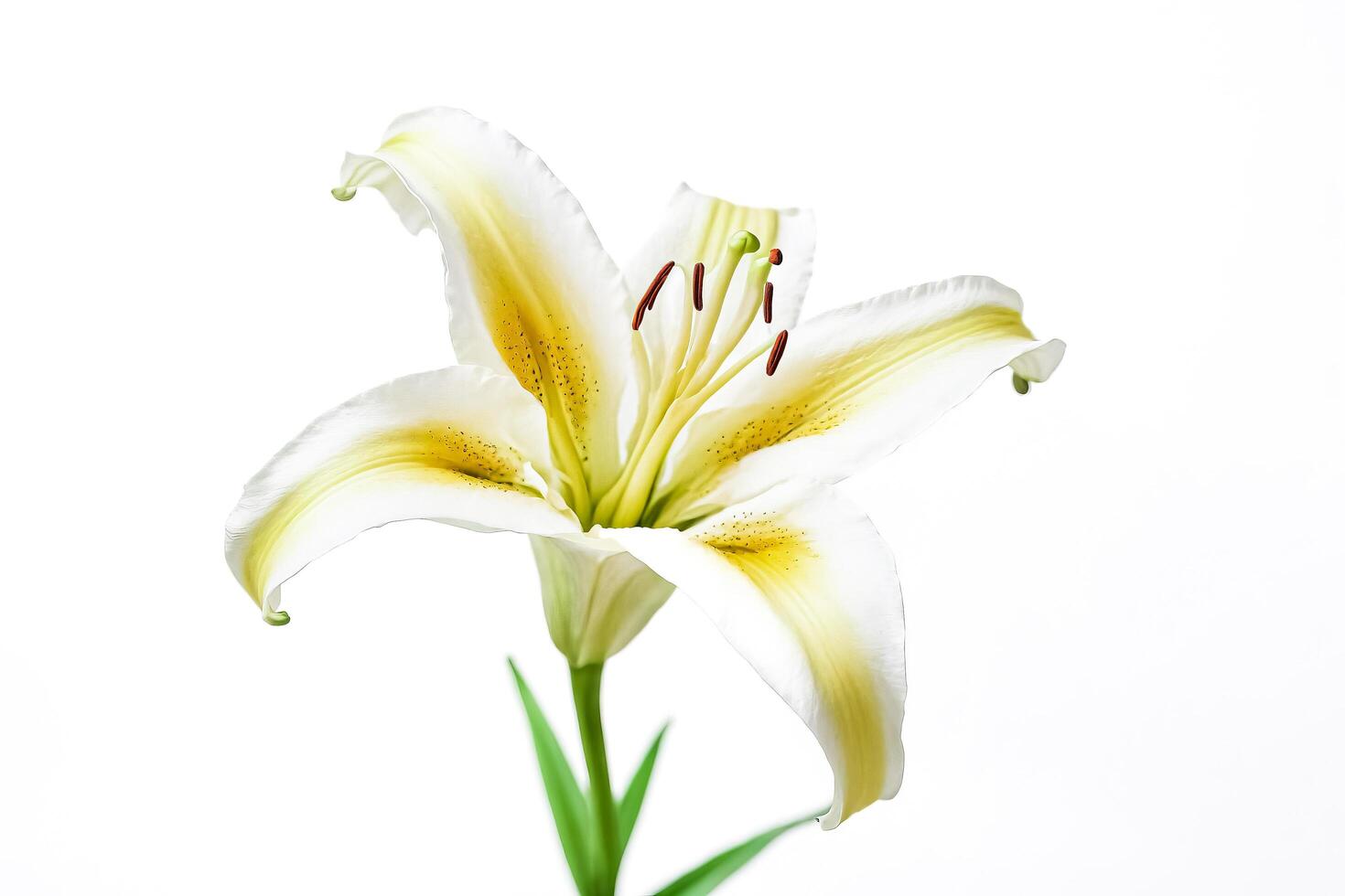Single White Lily with Yellow Center on White Background photo
