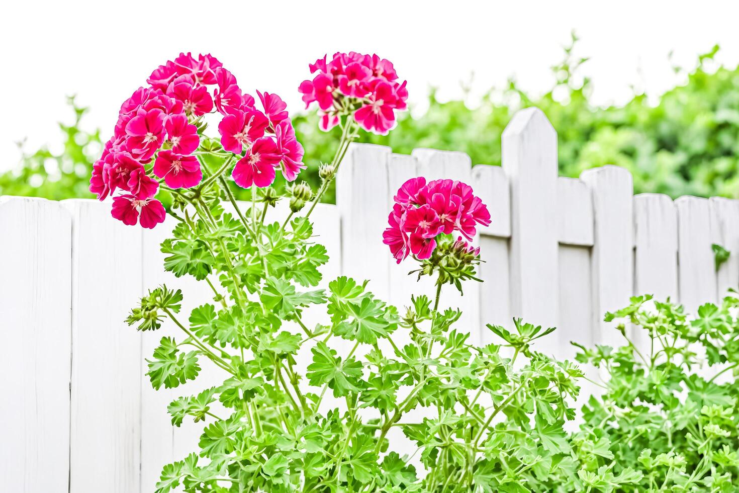 Pink Flowers Blooming Against White Fence photo