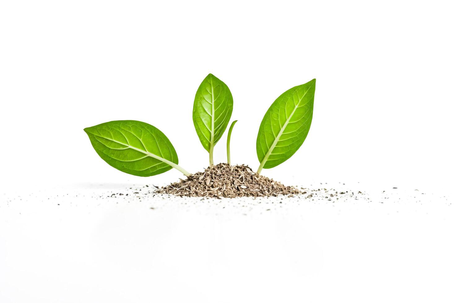 Small Green Plant Sprouting From Soil photo