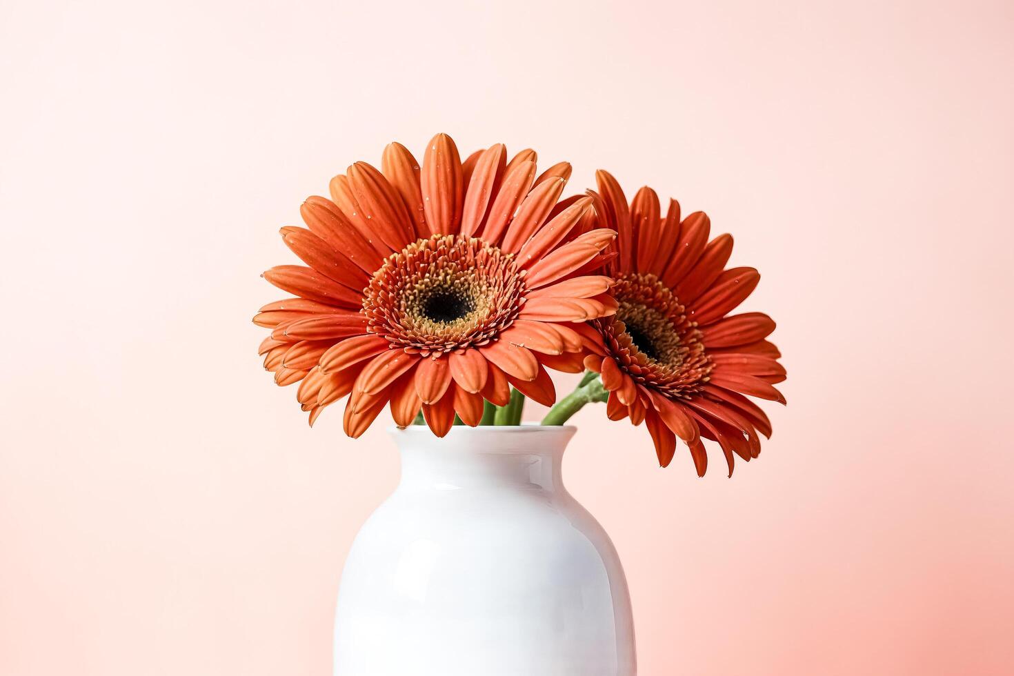 Orange Gerbera Daisies in White Vase on Pink Background photo