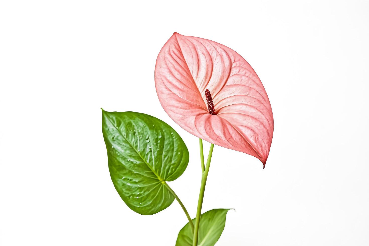 Pink Anthurium Flower with Green Leaves on White Background photo
