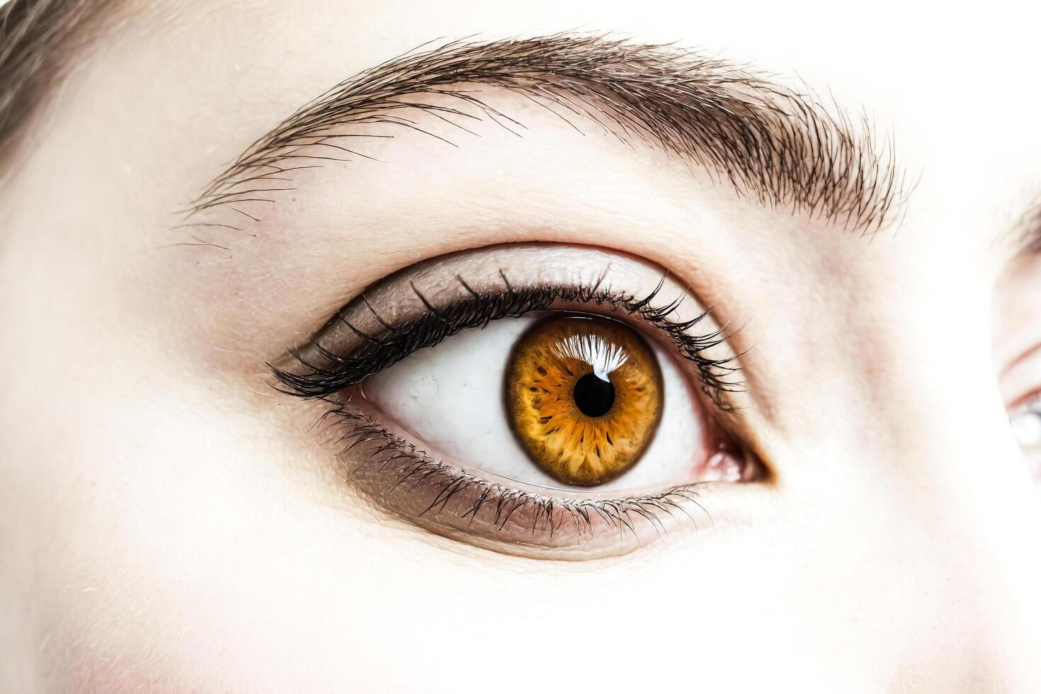 Close Up of a Brown Eye photo