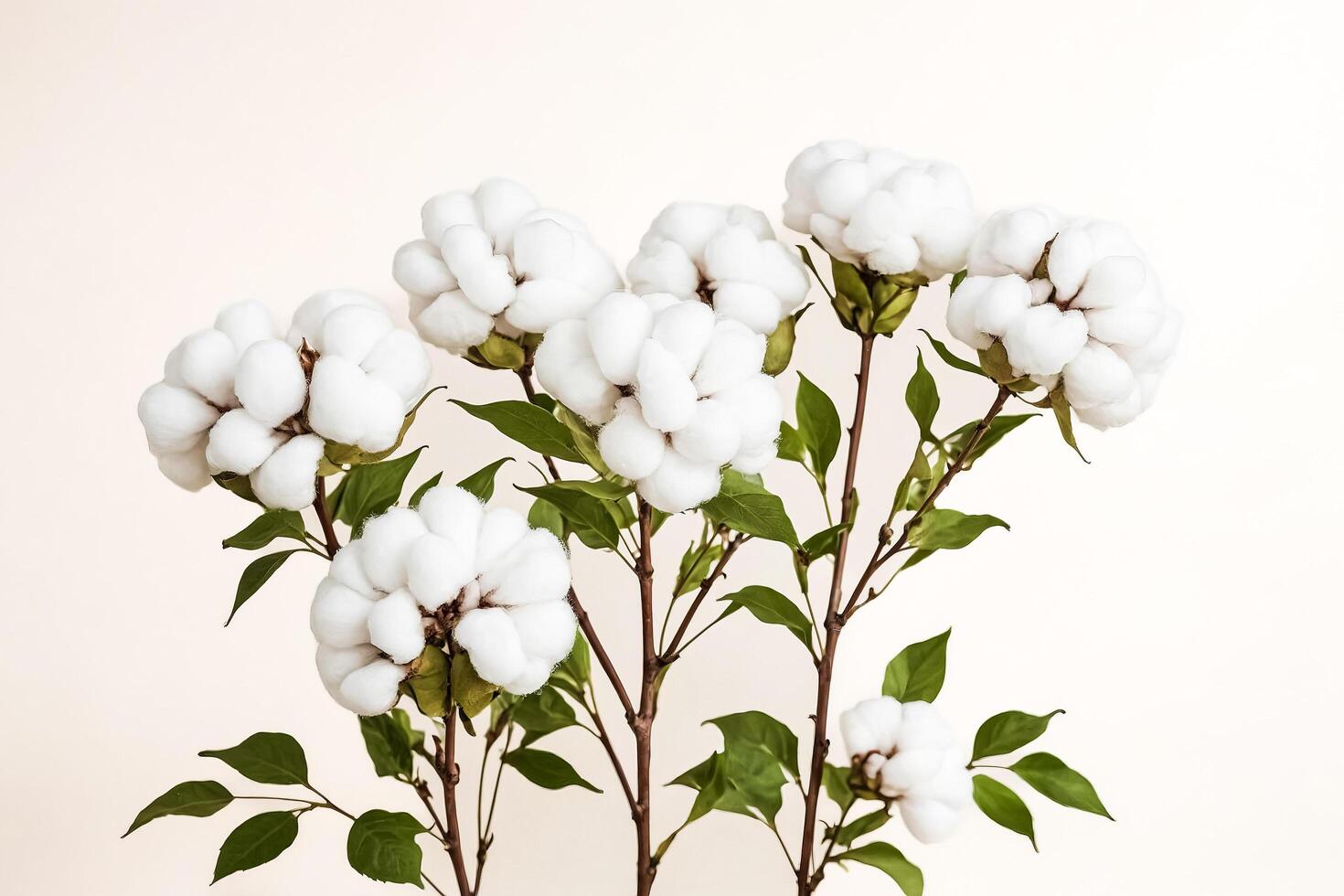 Cotton Branch with Green Leaves Against White Background photo