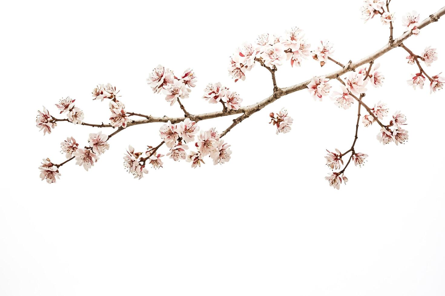 Branch of Pink Blossoms Against a White Background photo