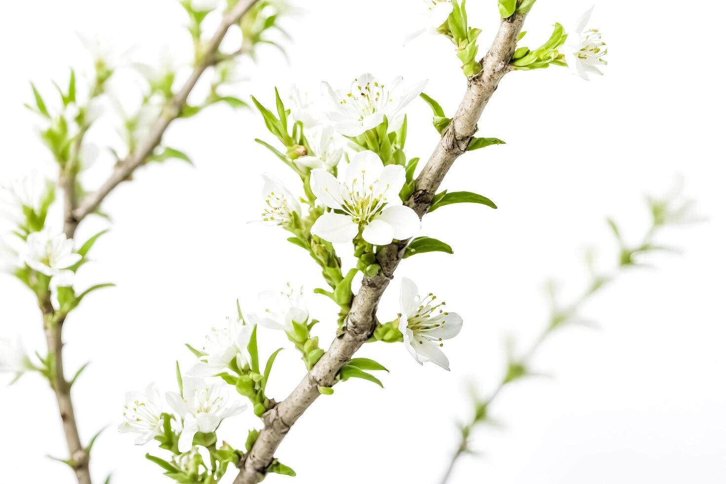 Close-up of Delicate White Flowers Blooming on a Branch photo