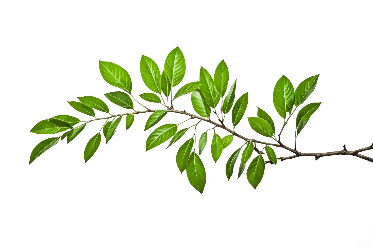 Green Branch With Leaves Isolated On White Background photo
