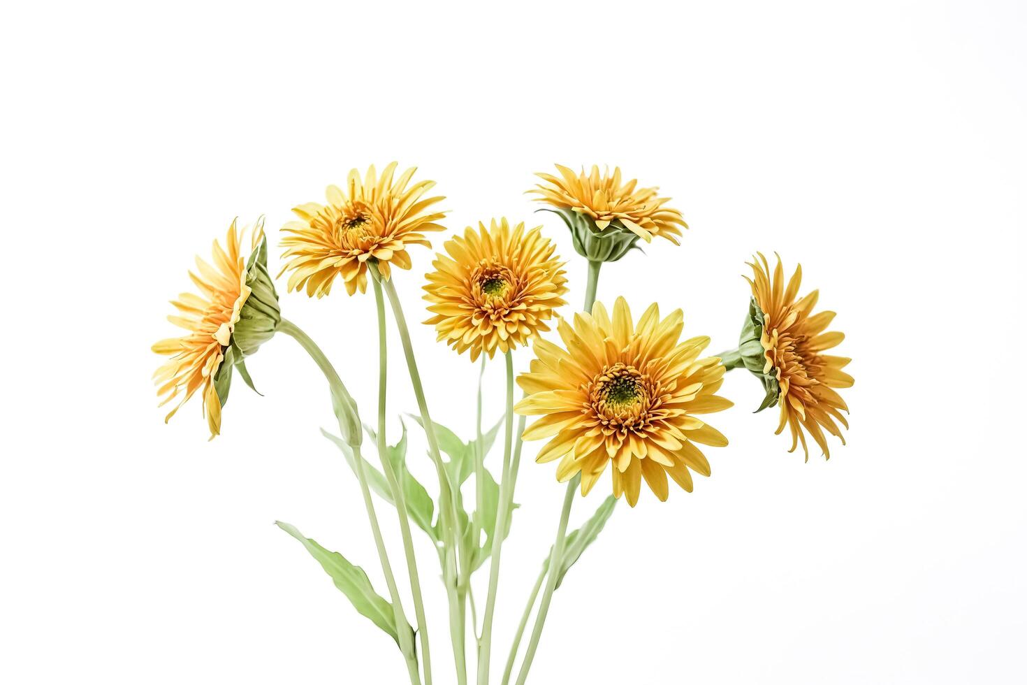Yellow Gerber Daisies Isolated on White Background photo