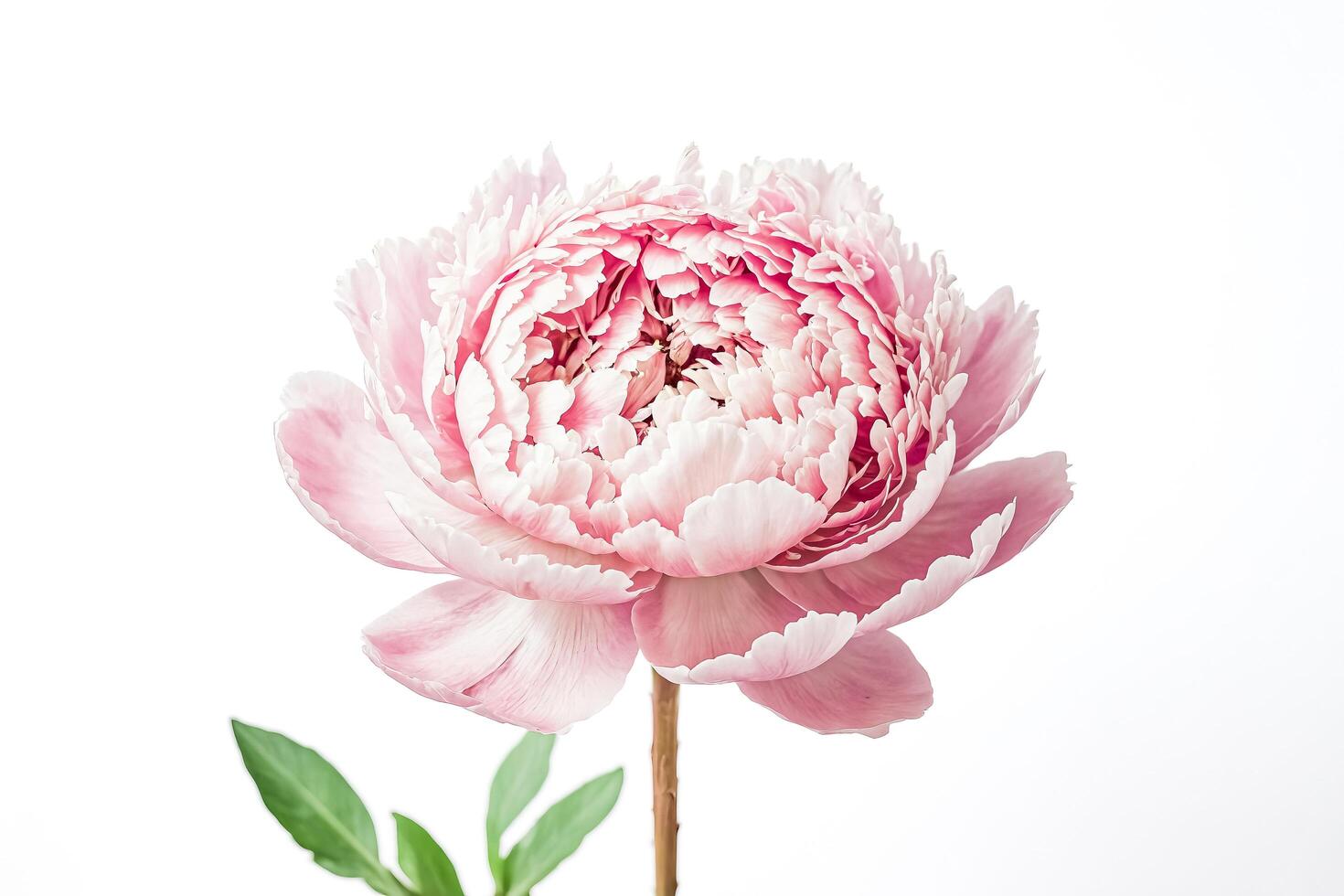 Closeup of a Delicate Pink Peony Flower photo